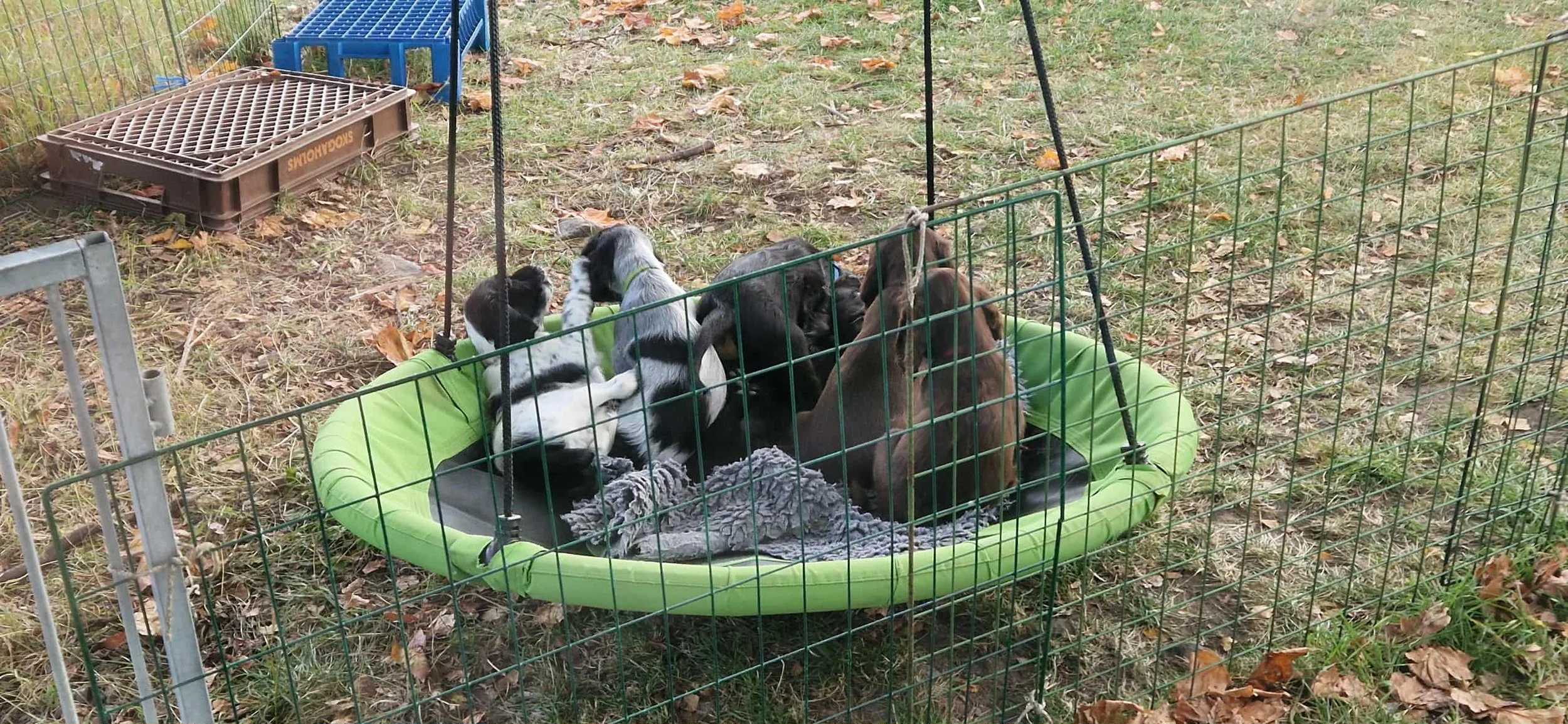 The second project litter is here!