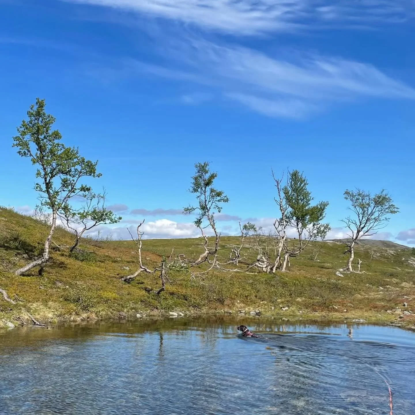 Posted @withregram &bull; @akhomlong Deilig med et bad p&aring; fjellet🐶 @fieldspanielklubben @norsk_spaniel_klub #fieldspaniel