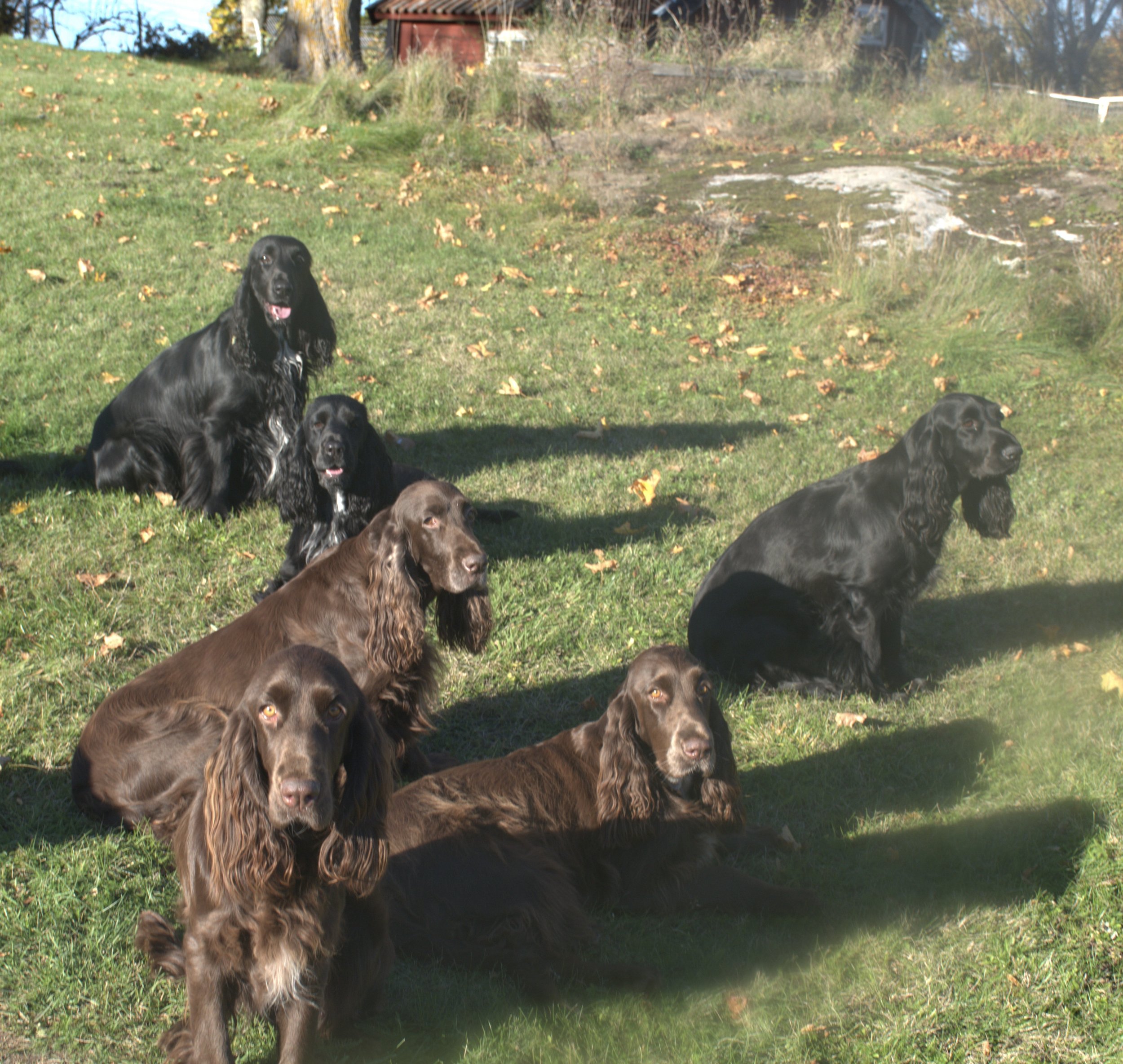 Balans- och fysträning för en hållbar hund