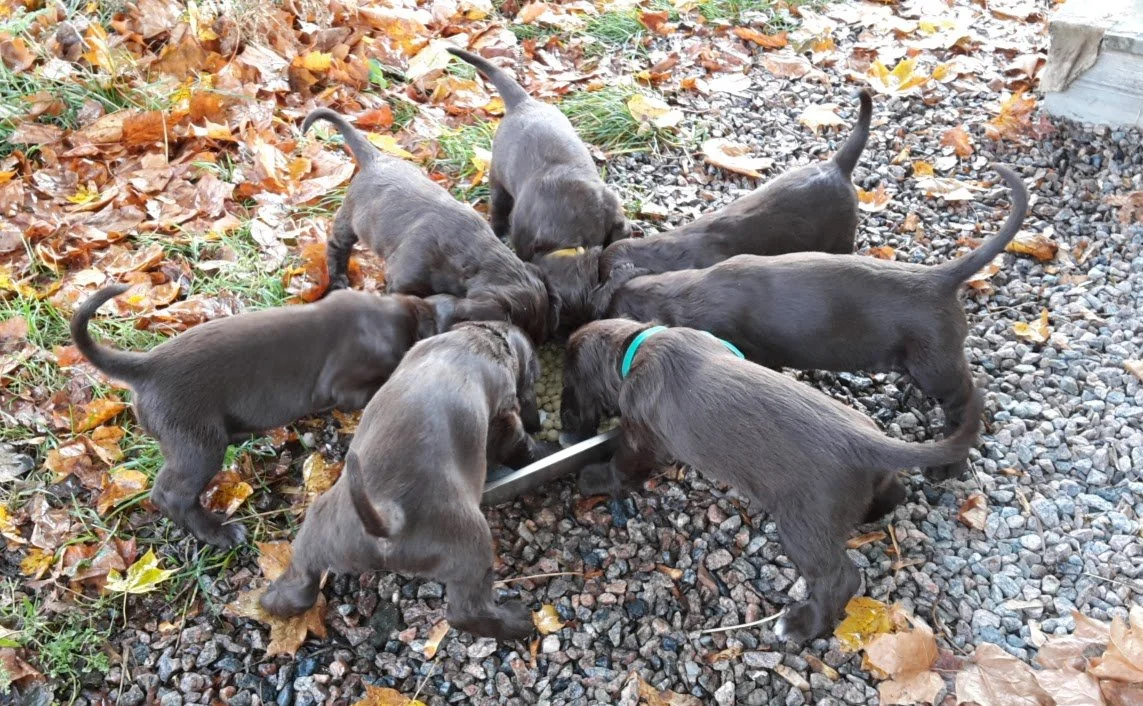 Kull väntas vecka 1 2026 