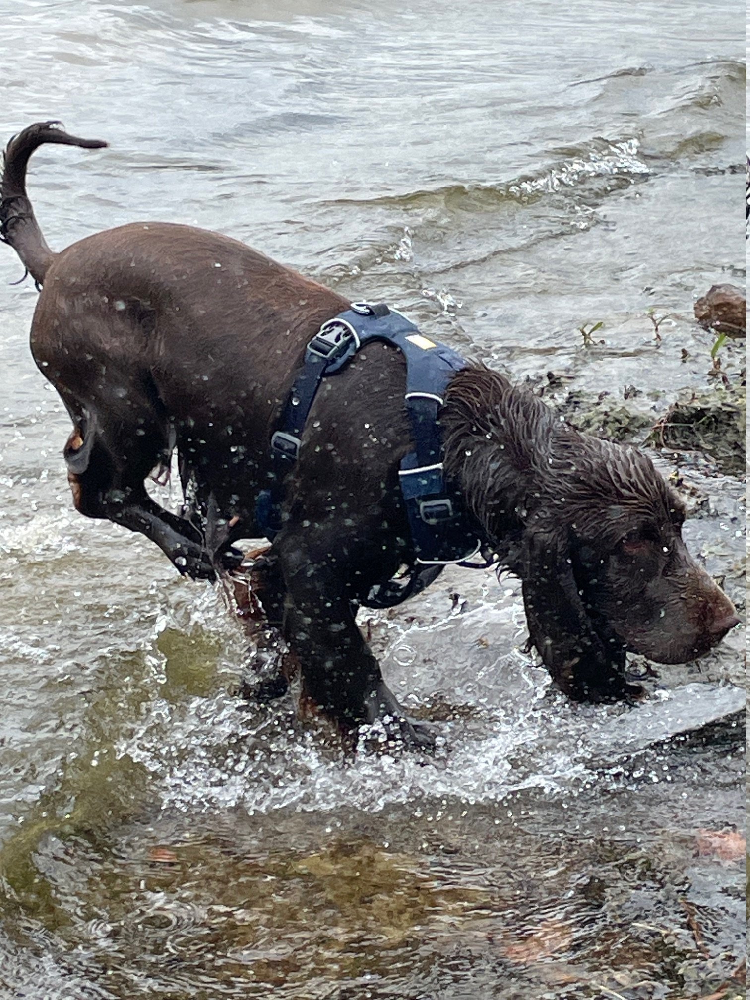 Fieldträff vid havet