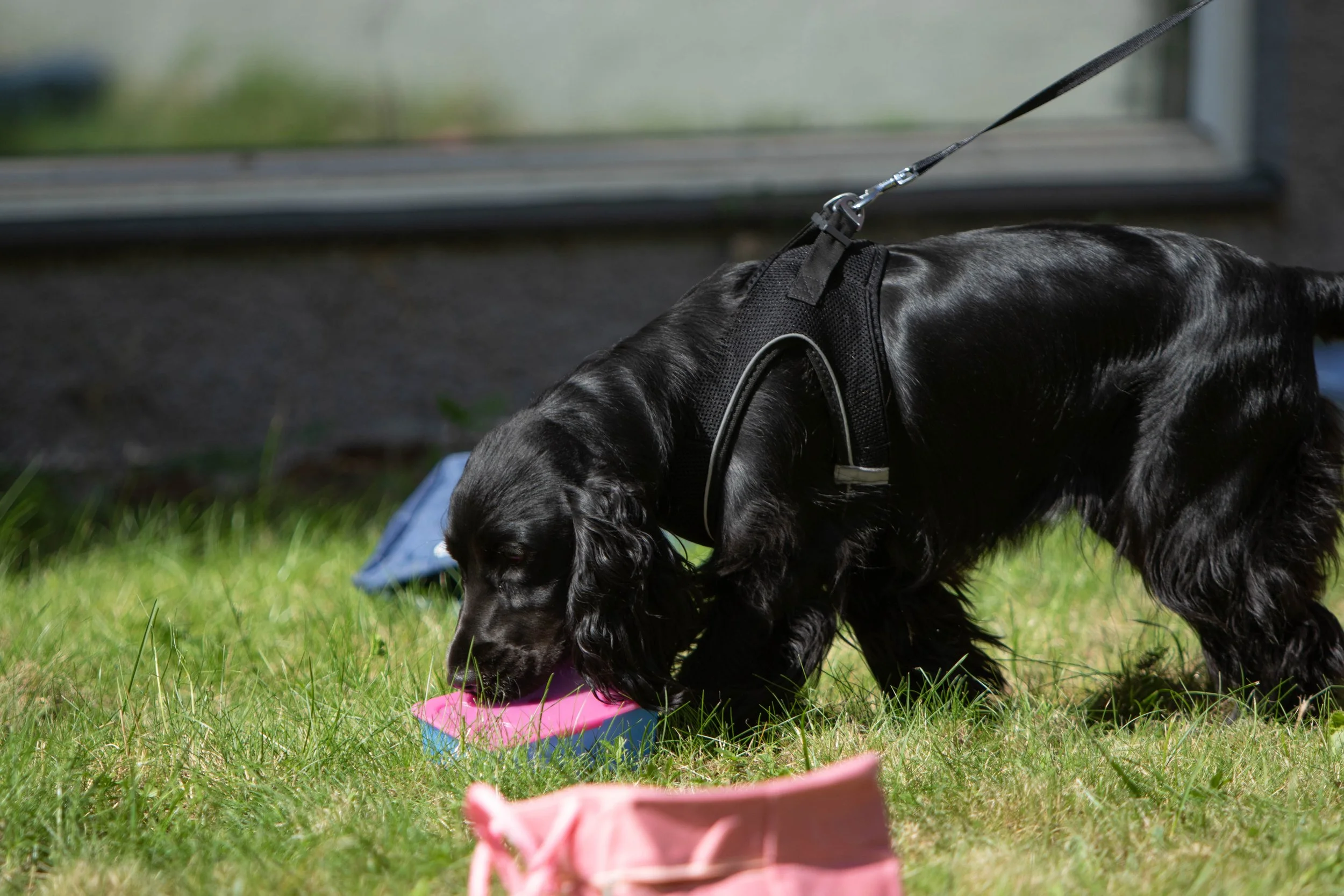 Inbjudan till Nose Work fortsättningskurs mot NW2