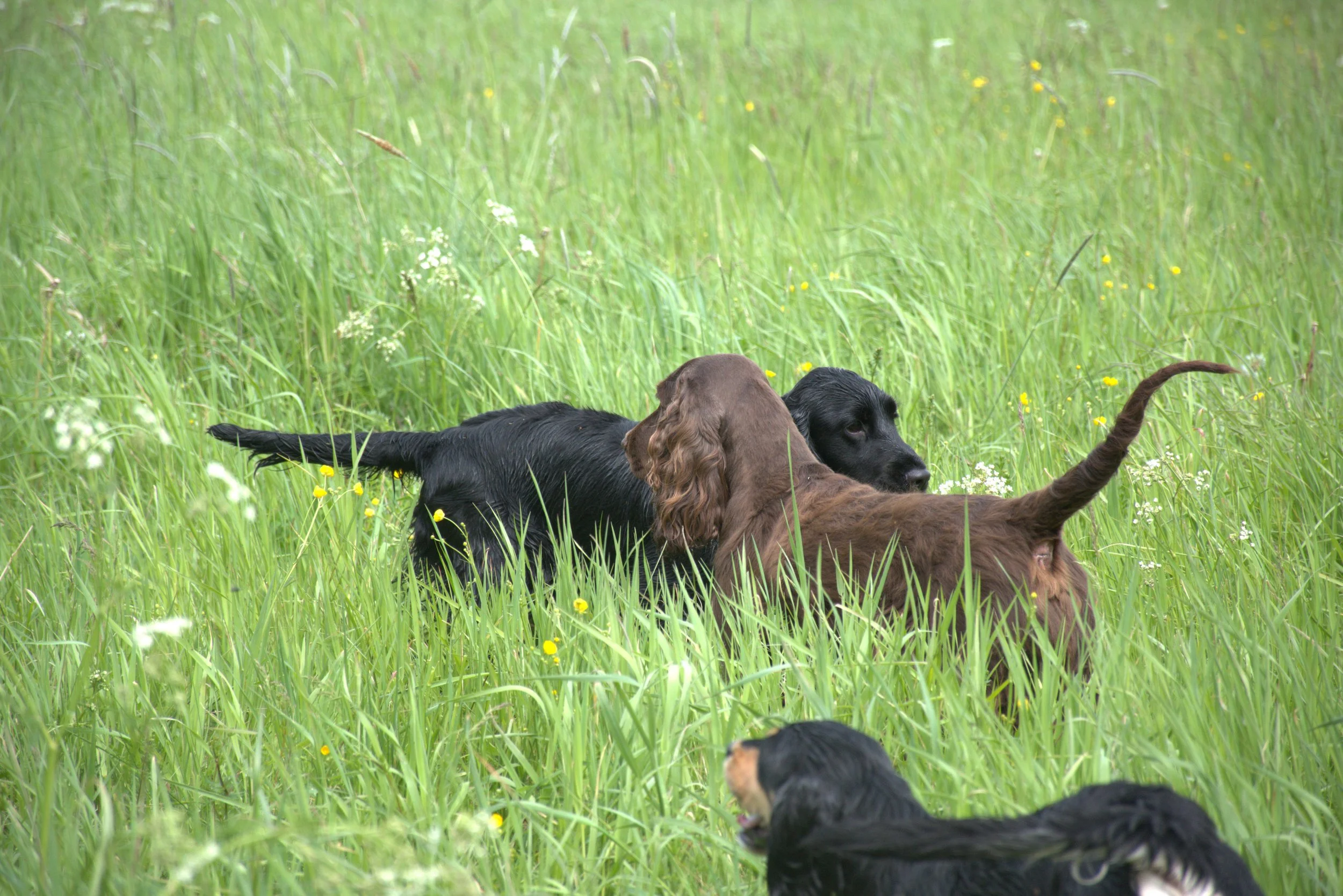 Fieldträff 1 maj i Knivsta