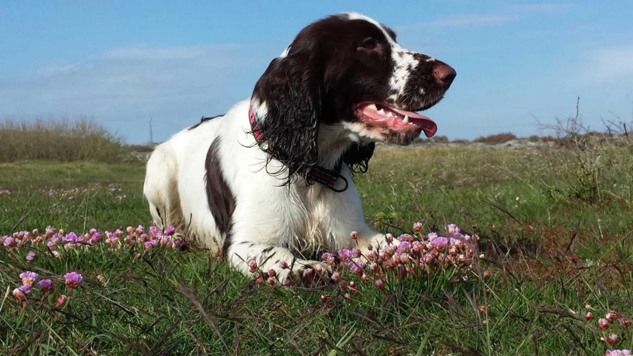 Fieldpromenad på Rörö