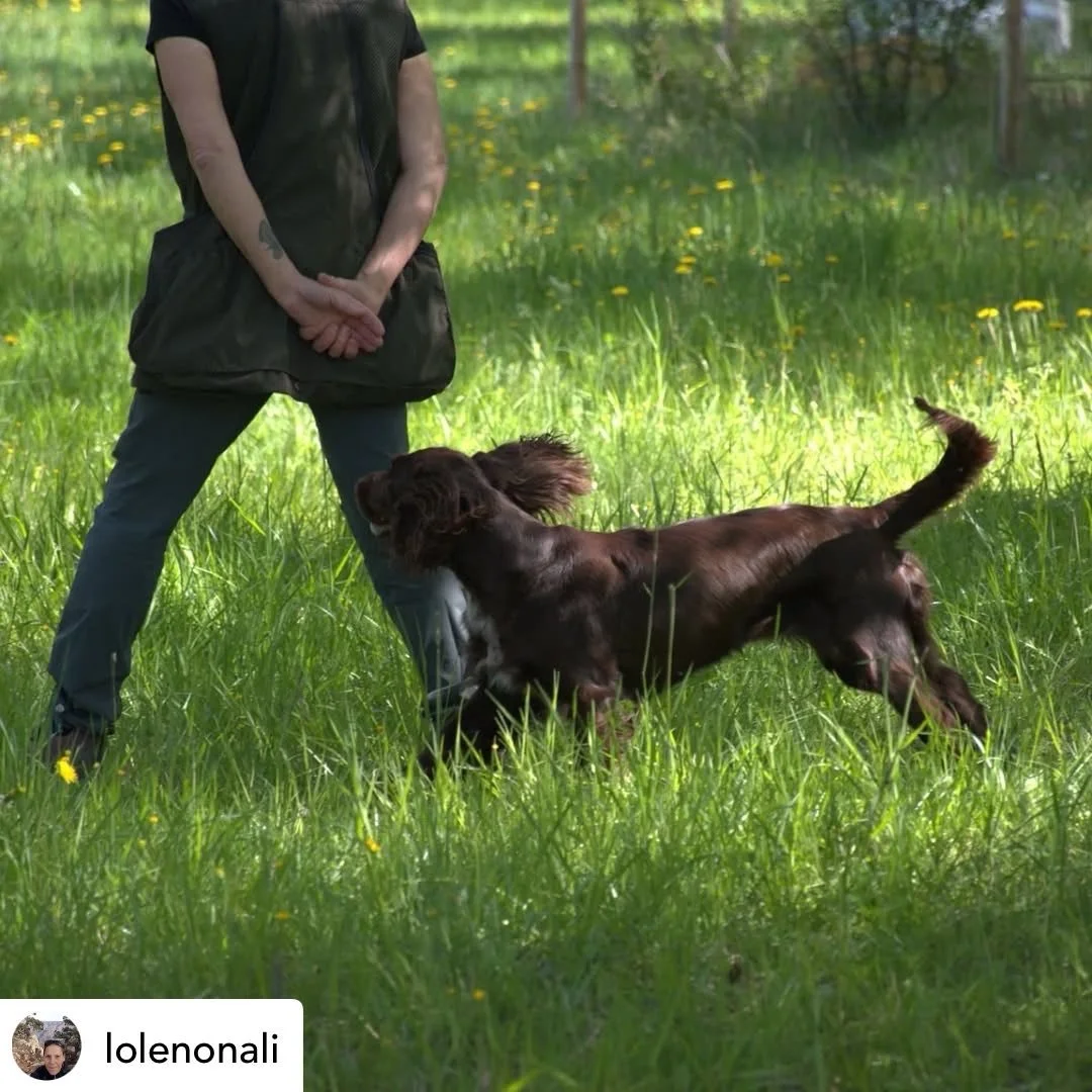 Posted @withregram &bull; @lolenonali F&aring;gelhundstr&auml;ning o tr&auml;dg&aring;rdspyssel. B&aring;da var kul!😄