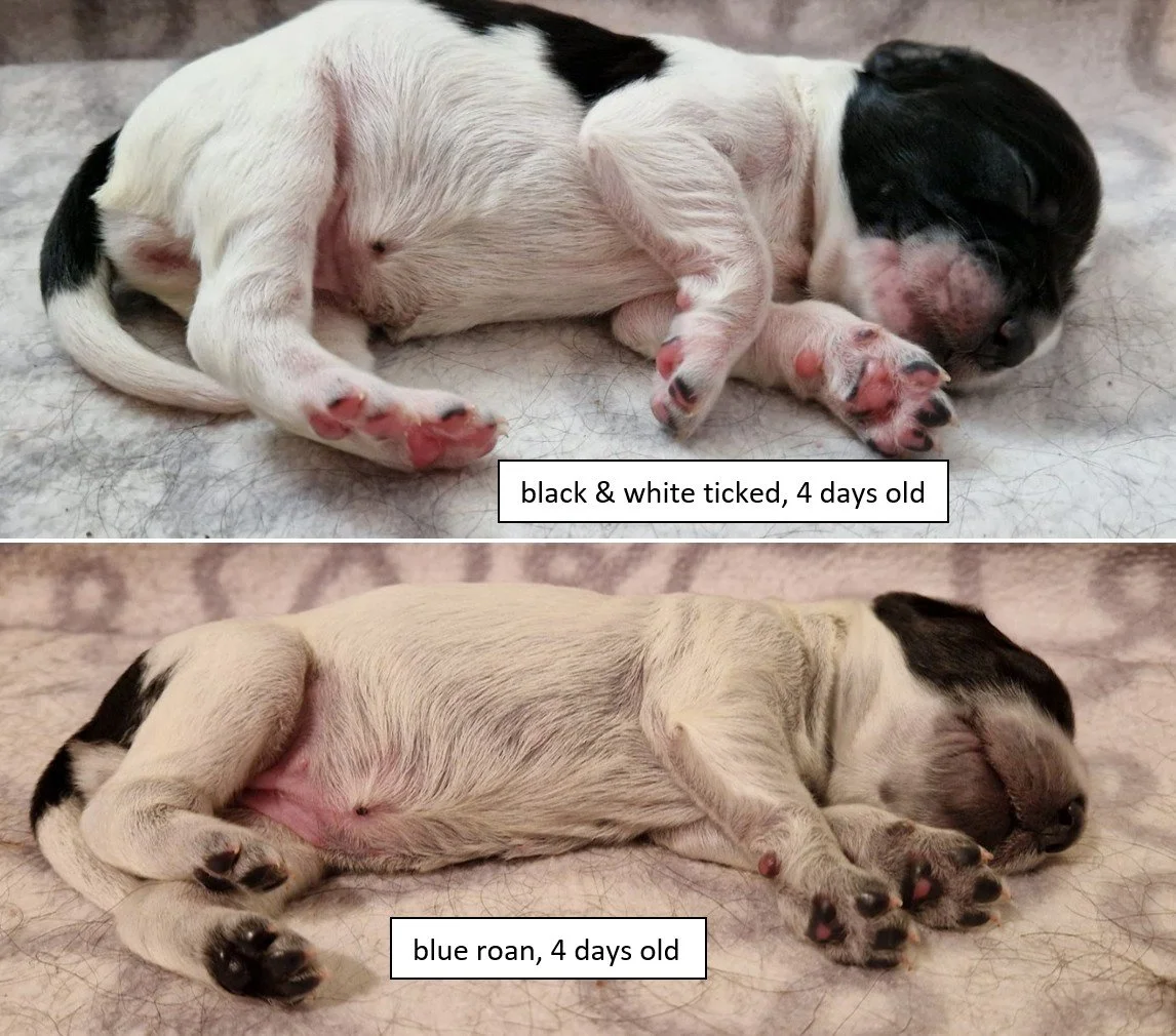 blue roan black & white 4 days.jpg