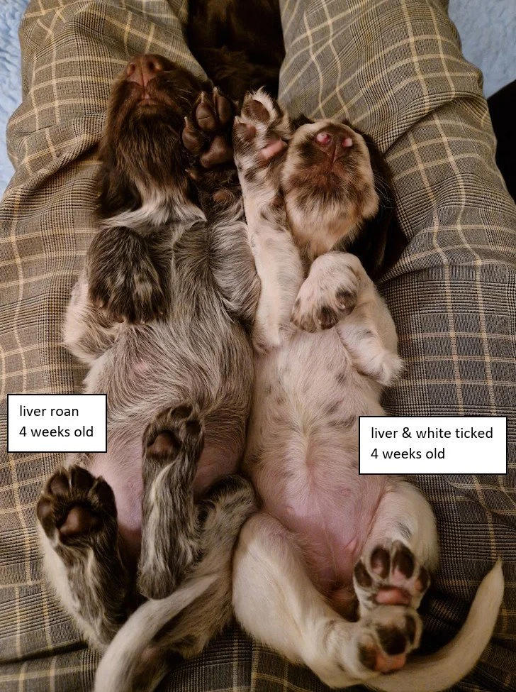liver roan liver white 4 weeks.jpg