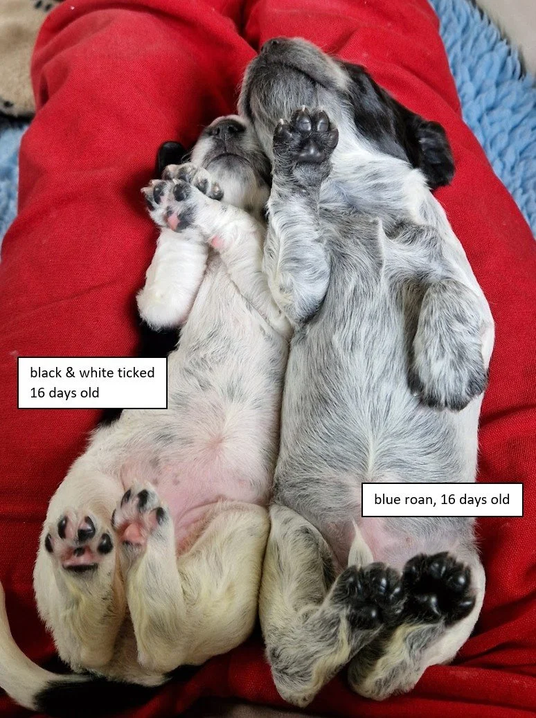 blue roan black white 16 days.jpg