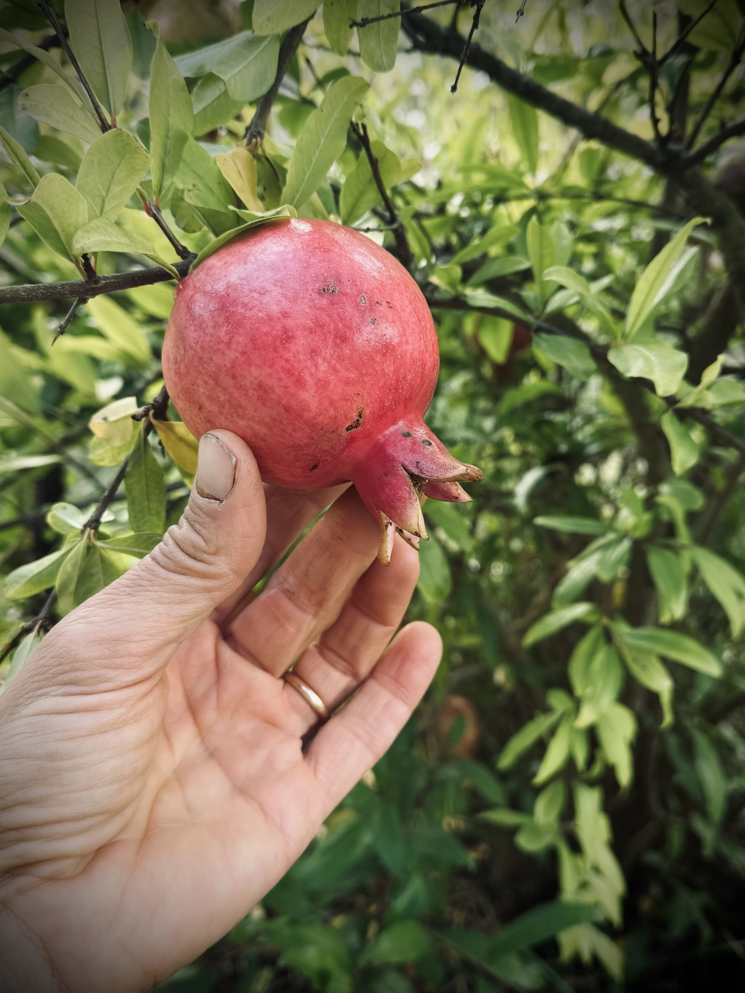 granatapfel am nellinggut.jpg