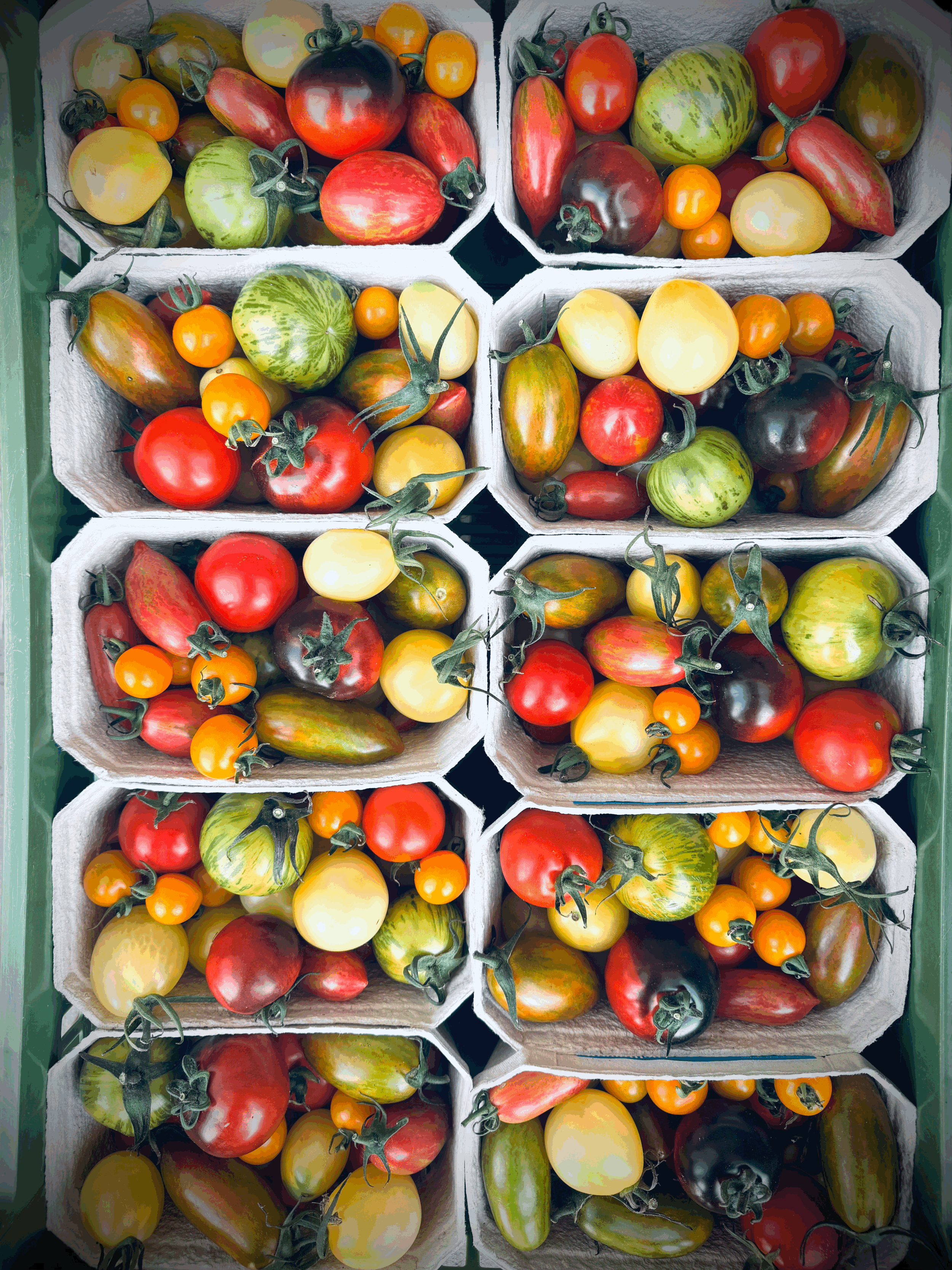 bunte bio-cocktail tomaten (600 gramm)