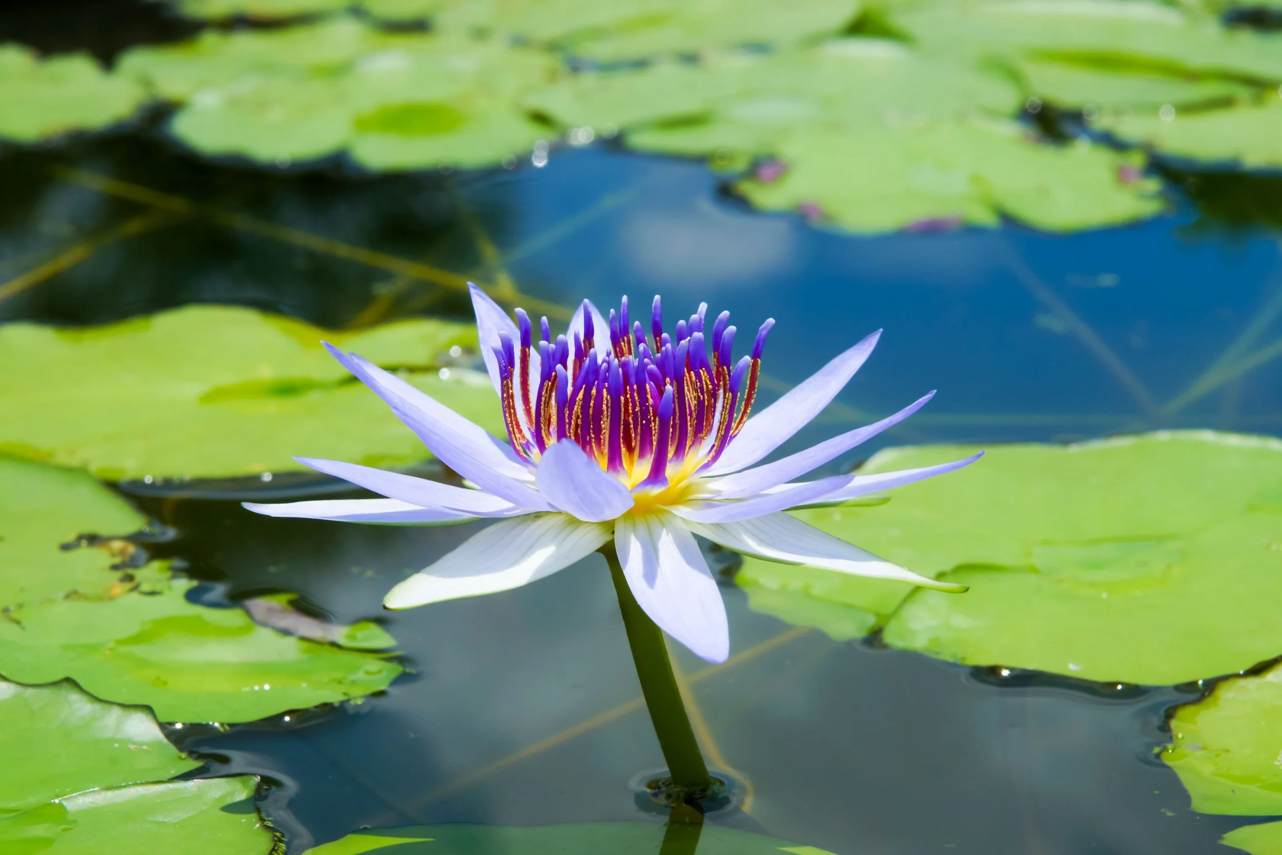 close-up-of-beautiful-water-lily-with-lily-pads-2026-03-26-22-55-07-utc (1).jpg
