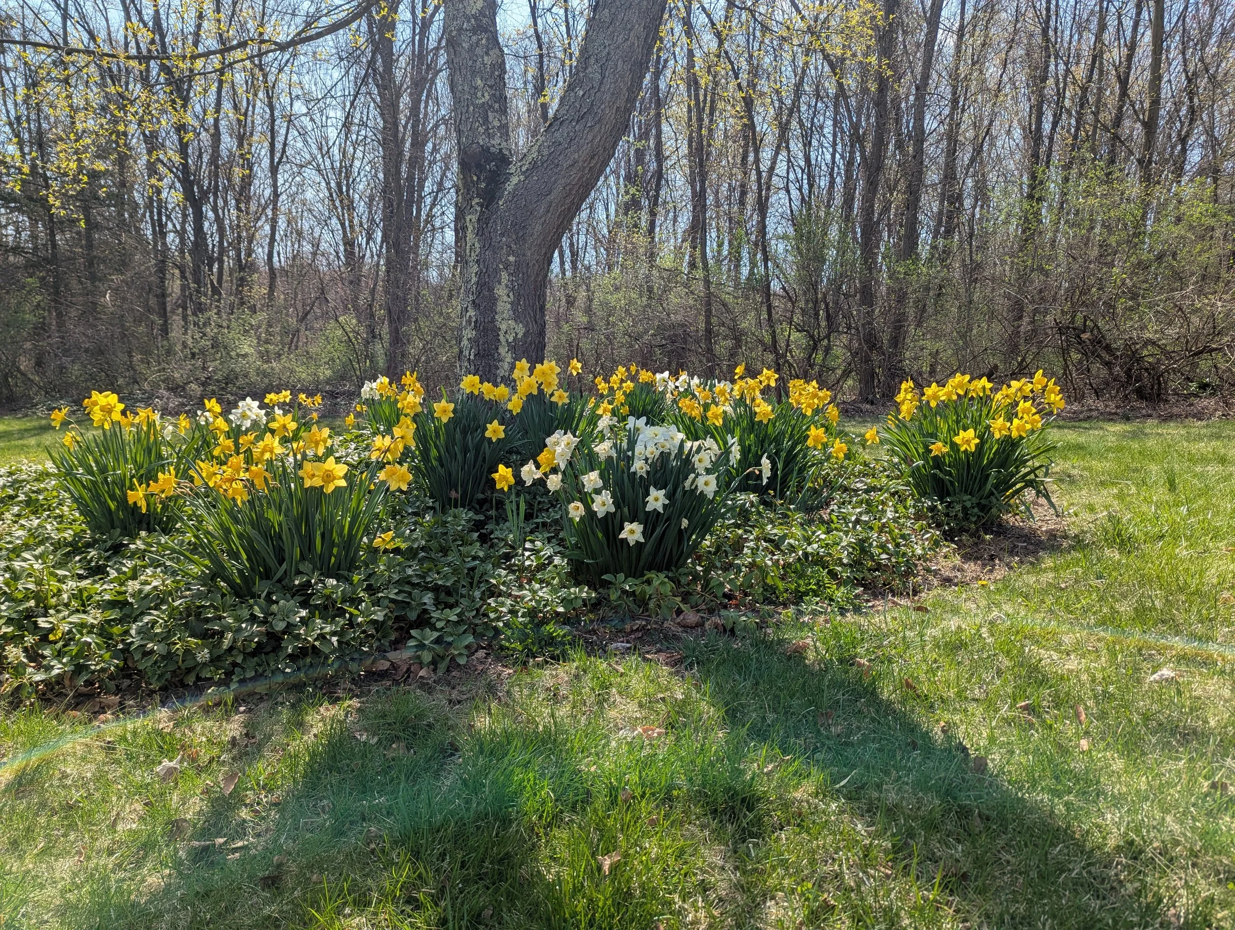 2024 Early spring garden design | Pleasant Valley