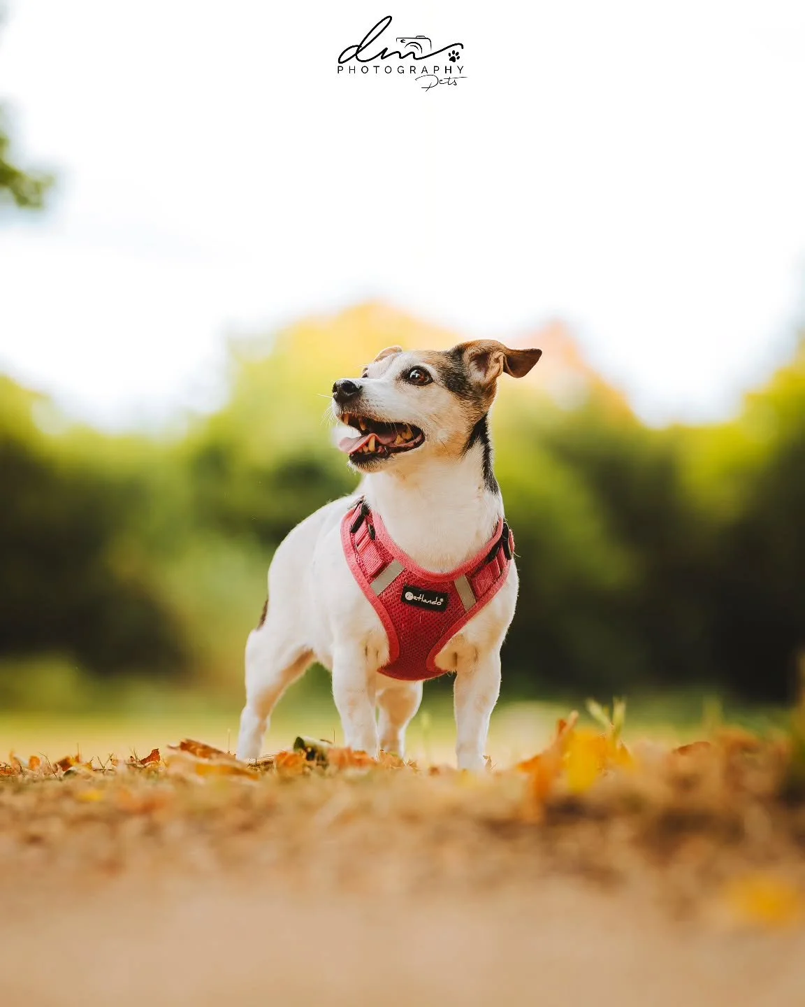 Kyra 🐾

#dog#dogsofinstagram#dogphotography#dogphotographer#pet#petsofinstagram#nettetal#kleve#wesel#k&ouml;ln#cologne#derhundmagazin