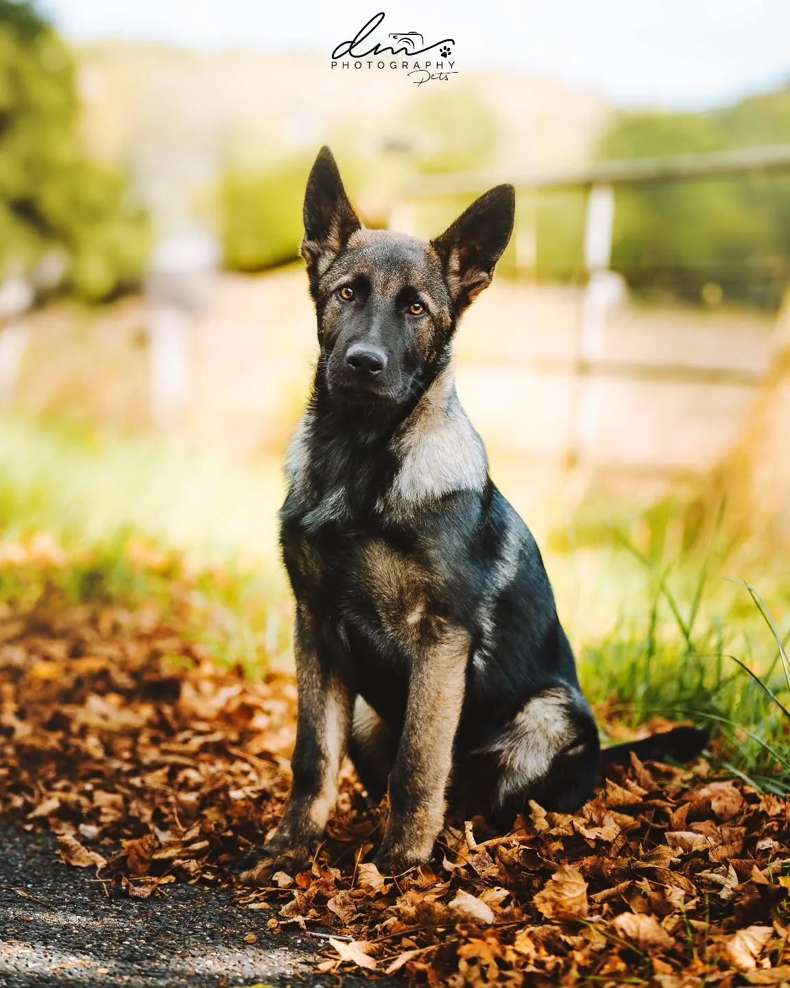 Champ 🐾

#dog#dogsofinstagram#dogphotography#dogphotographer#pet#petsofinstagram#nettetal#kleve#wesel#k&ouml;ln#cologne#derhundmagazin