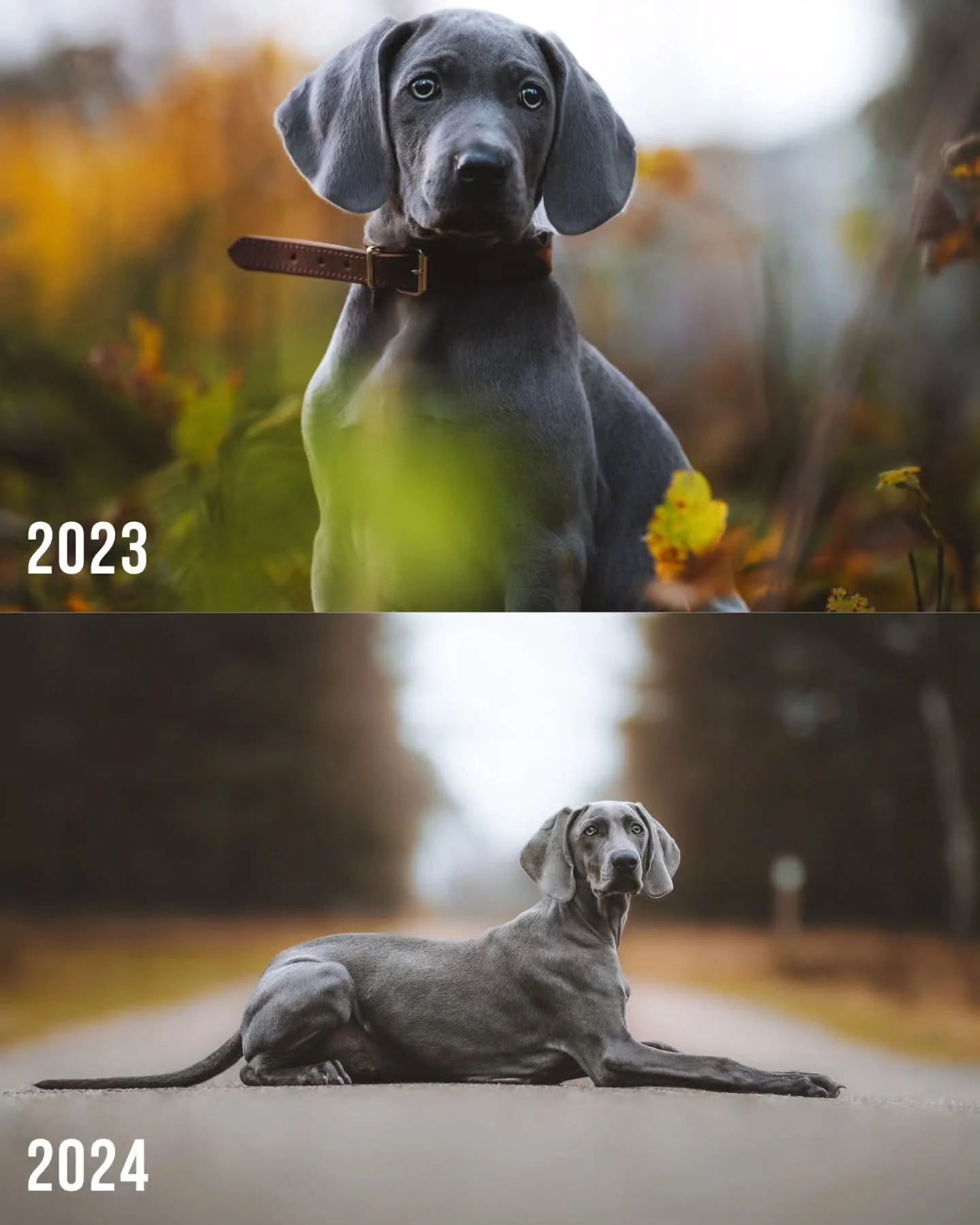 They grow up way too fast! 🐾

#dog#dogsofinstagram#dogphotography#dogphotographer#pet#petsofinstagram#nettetal#kleve#wesel#k&ouml;ln#cologne#derhundmagazin