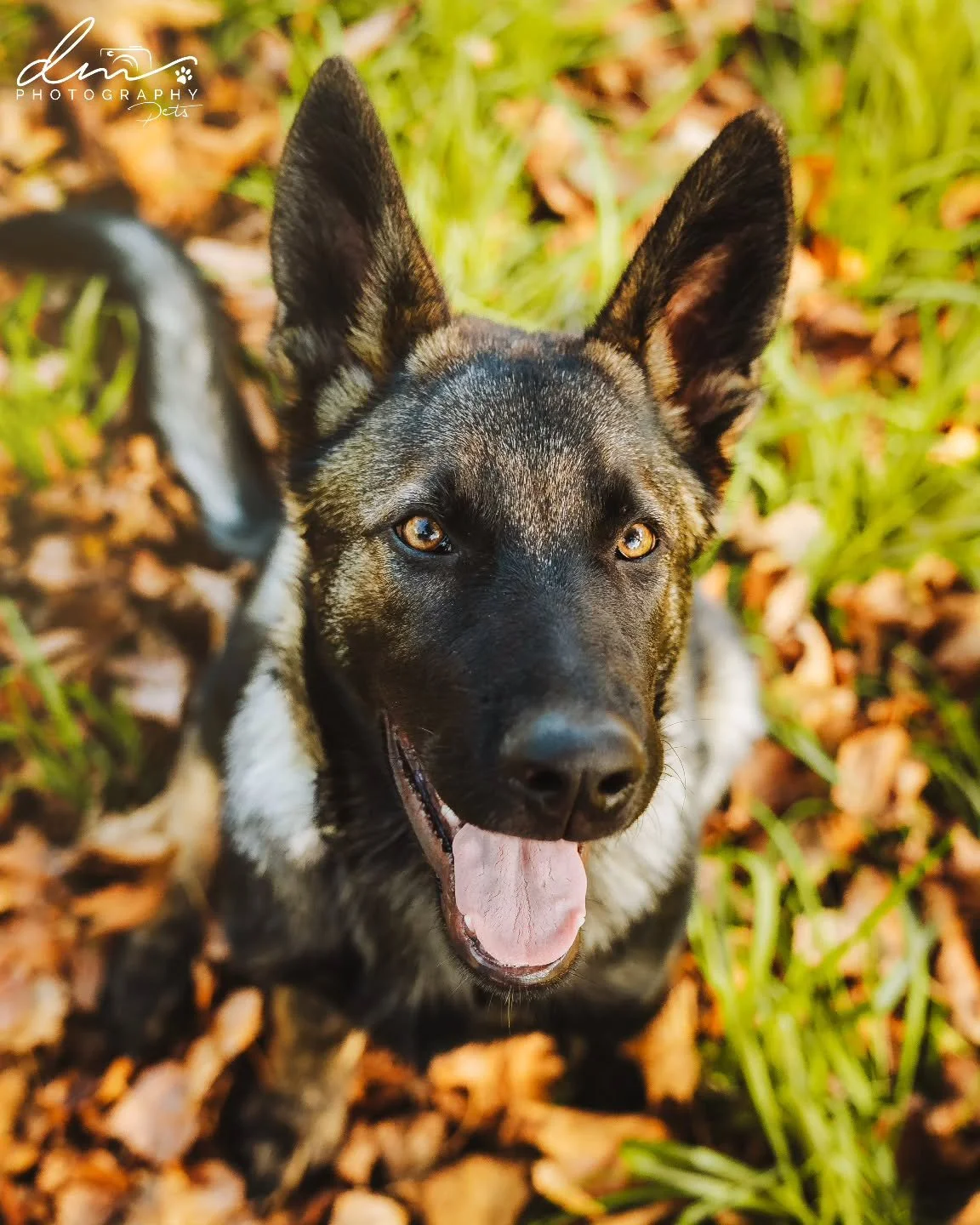 Champ 🐾

#dog#dogsofinstagram#dogphotography#dogphotographer#pet#petsofinstagram#nettetal#kleve#wesel#k&ouml;ln#cologne#derhundmagazin
