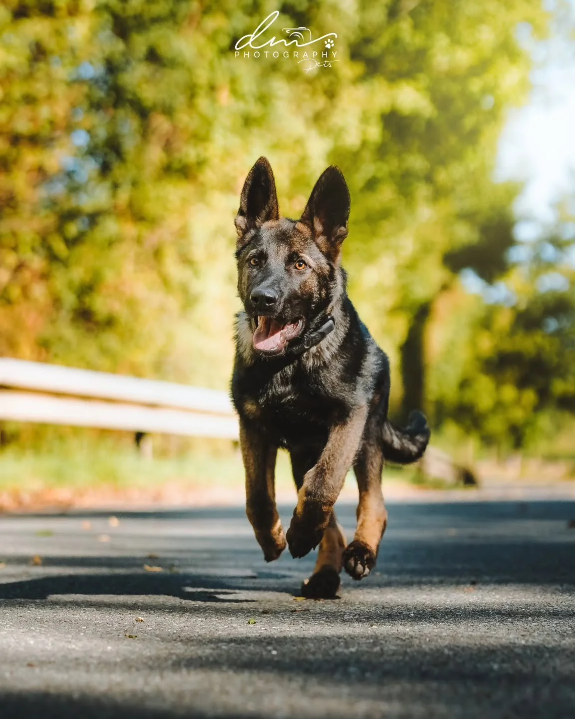 Champ 🐾

#dog#dogsofinstagram#dogphotography#dogphotographer#pet#petsofinstagram#nettetal#kleve#wesel#k&ouml;ln#cologne#derhundmagazin