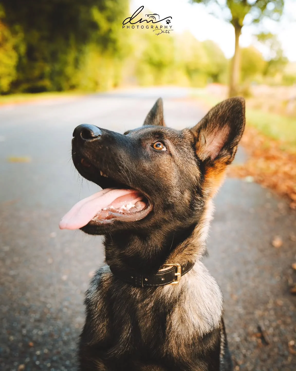 Champ 🐾
#dog#dogsofinstagram#dogphotography#dogphotographer#pet#petsofinstagram#nettetal#kleve#wesel#köln#cologne#derhundmagazin