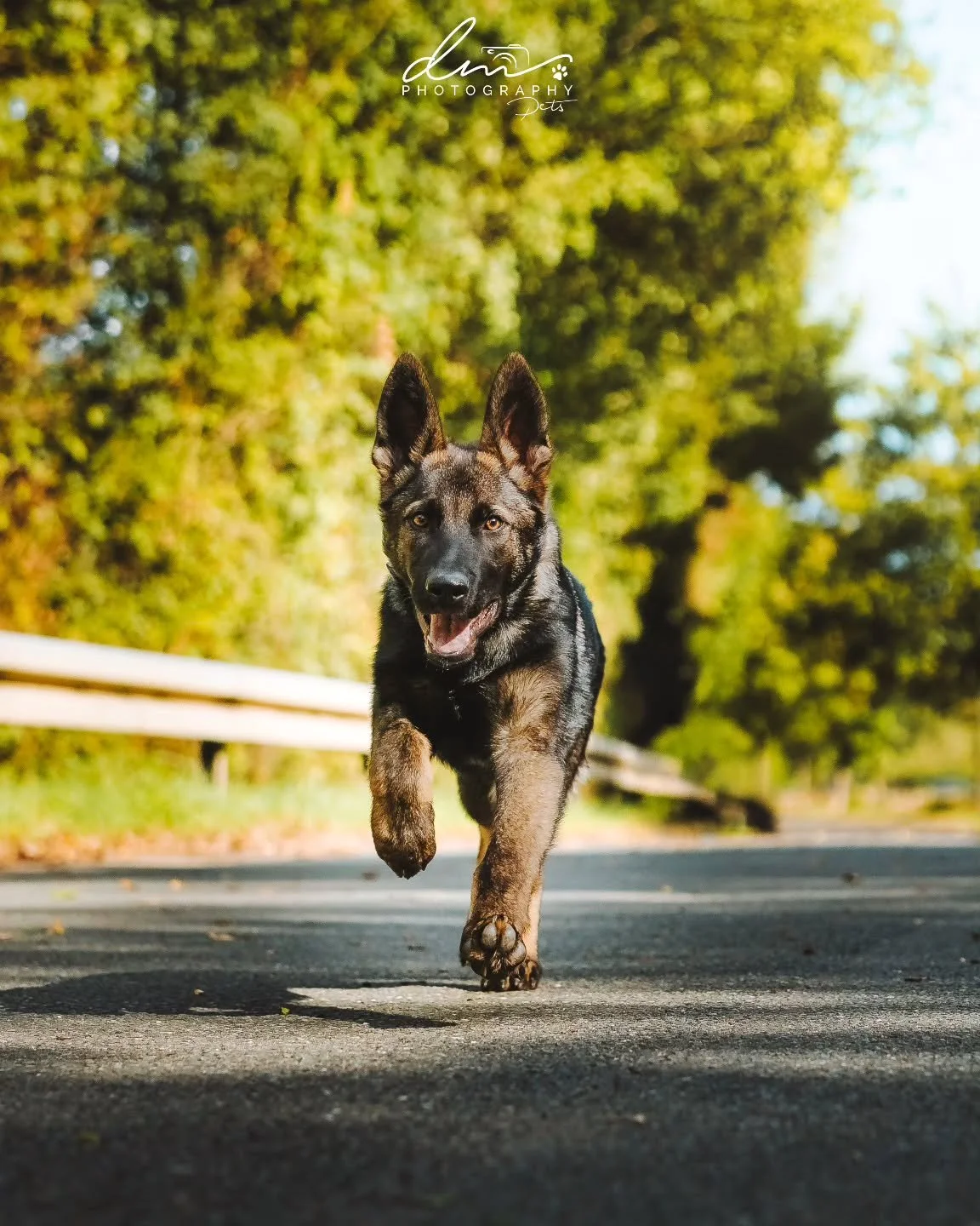 Champ 🐾
#dog#dogsofinstagram#dogphotography#dogphotographer#pet#petsofinstagram#nettetal#kleve#wesel#köln#cologne#derhundmagazin