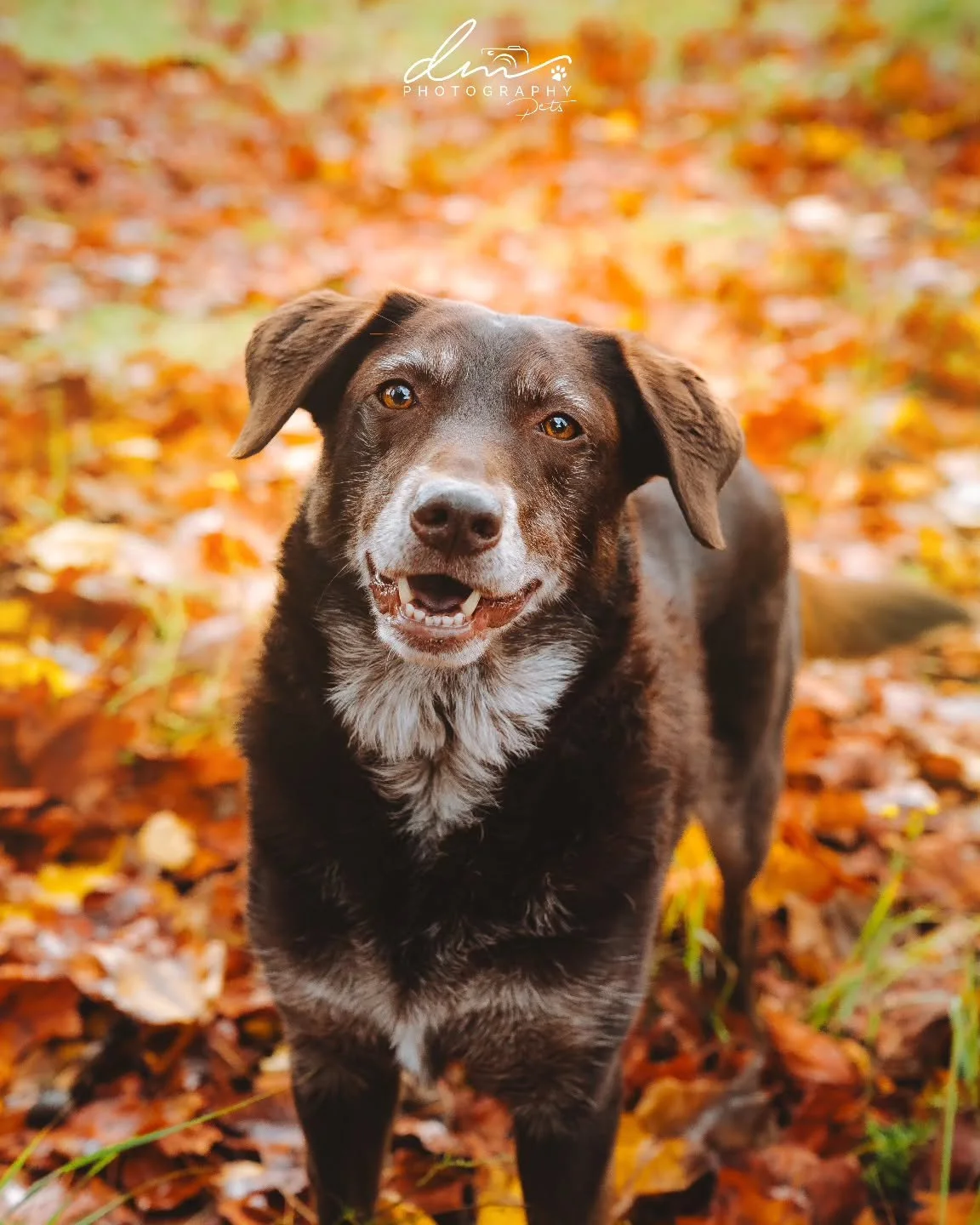 Toffee 🐾

#dog#dogsofinstagram#dogphotography#dogphotographer#pet#petsofinstagram#nettetal#kleve#wesel#k&ouml;ln#cologne#derhundmagazin