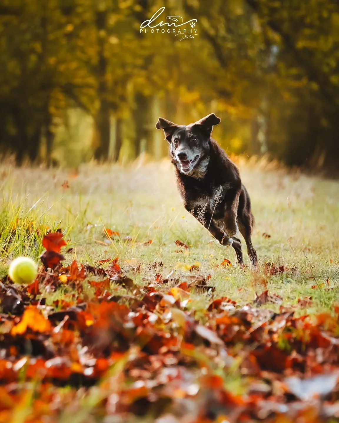 Toffee 🐾

#dog#dogsofinstagram#dogphotography#dogphotographer#pet#petsofinstagram#nettetal#kleve#wesel#k&ouml;ln#cologne#derhundmagazin