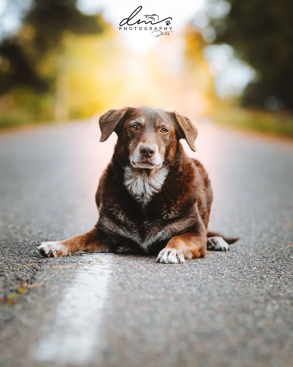 Toffee 🐾

#dog#dogsofinstagram#dogphotography#dogphotographer#pet#petsofinstagram#nettetal#kleve#wesel#k&ouml;ln#cologne#derhundmagazin