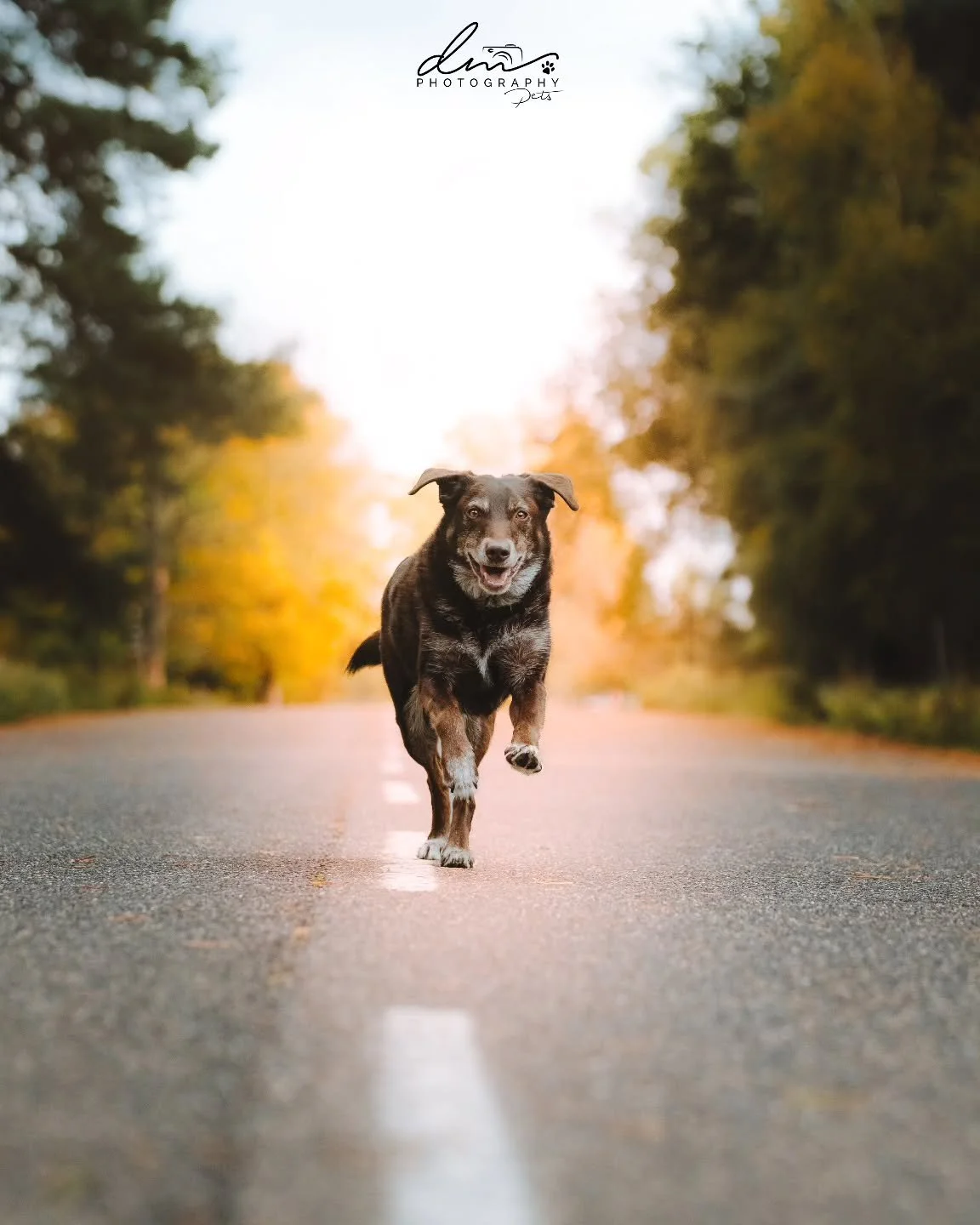 Toffee 🐾

#dog#dogsofinstagram#dogphotography#dogphotographer#petpetsofinstagramnettetalkleveweselk&ouml;lncolognederhundmagazin