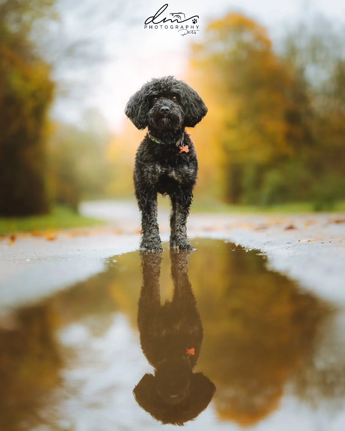Pickles 🐾

#dog#dogsofinstagram#dogphotography#dogphotographer#petpetsofinstagramnettetalkleveweselk&ouml;lncolognederhundmagazin