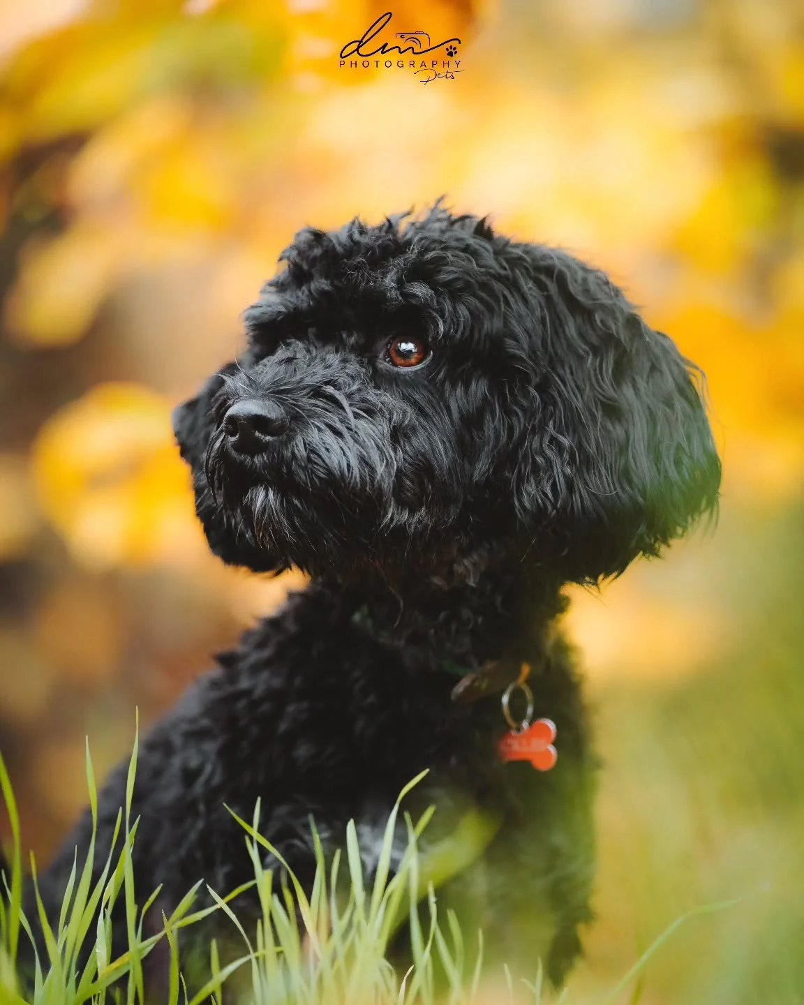 Pickles 🐾

#petphotographer #dog #petsofinstagram #pet #petphotography