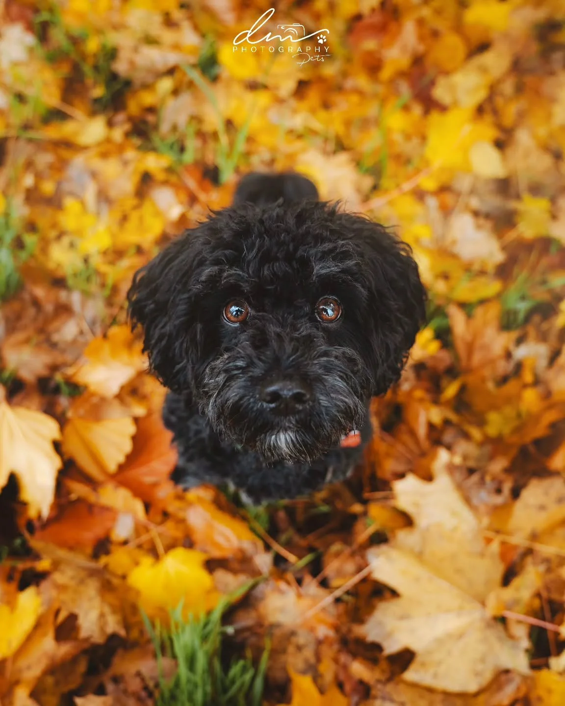 Pickles 🐾

#petphotographer #dog #petsofinstagram #pet #petphotography