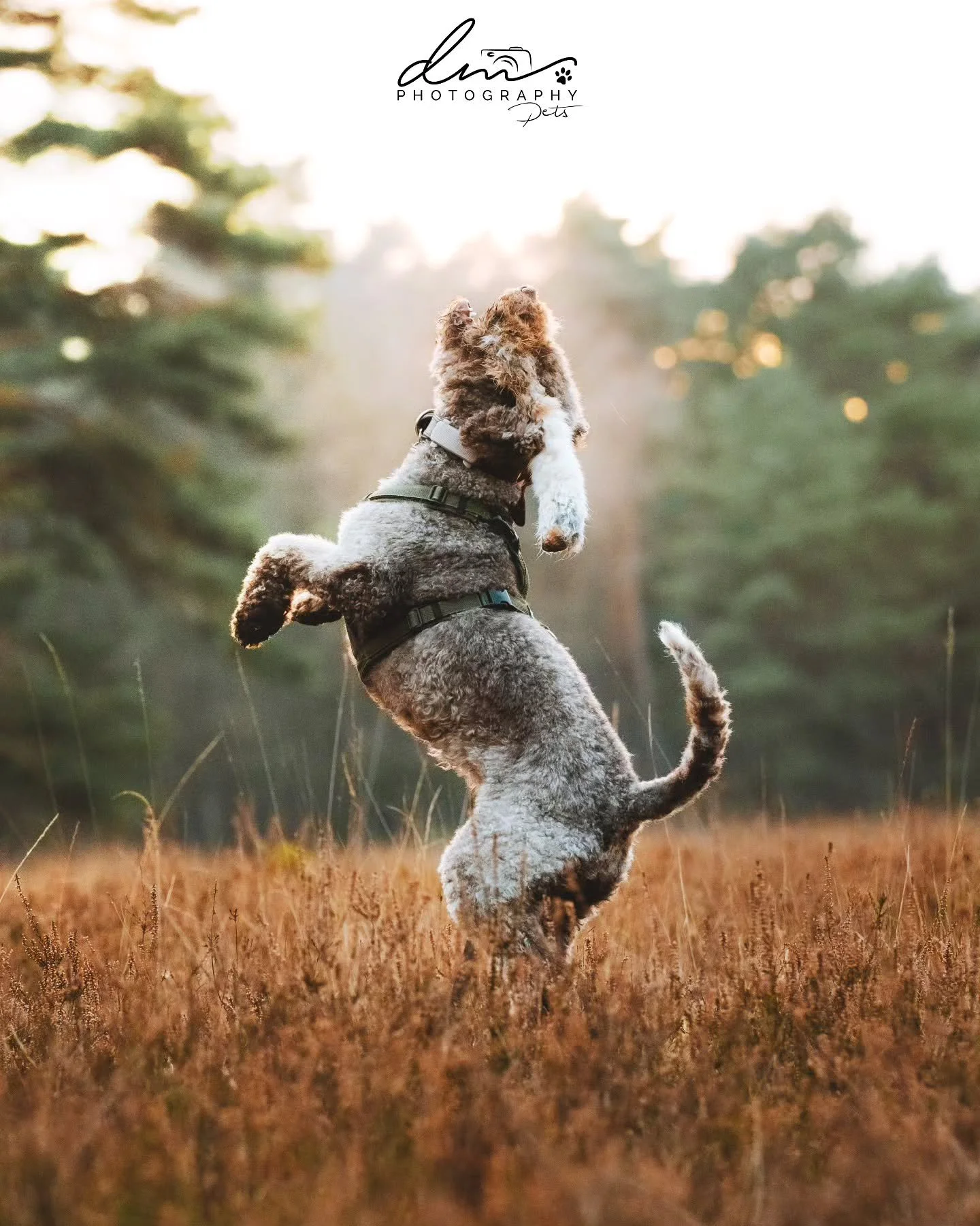 Archie 🐾

#petphotographer #dog #petsofinstagram #pet #petphotography