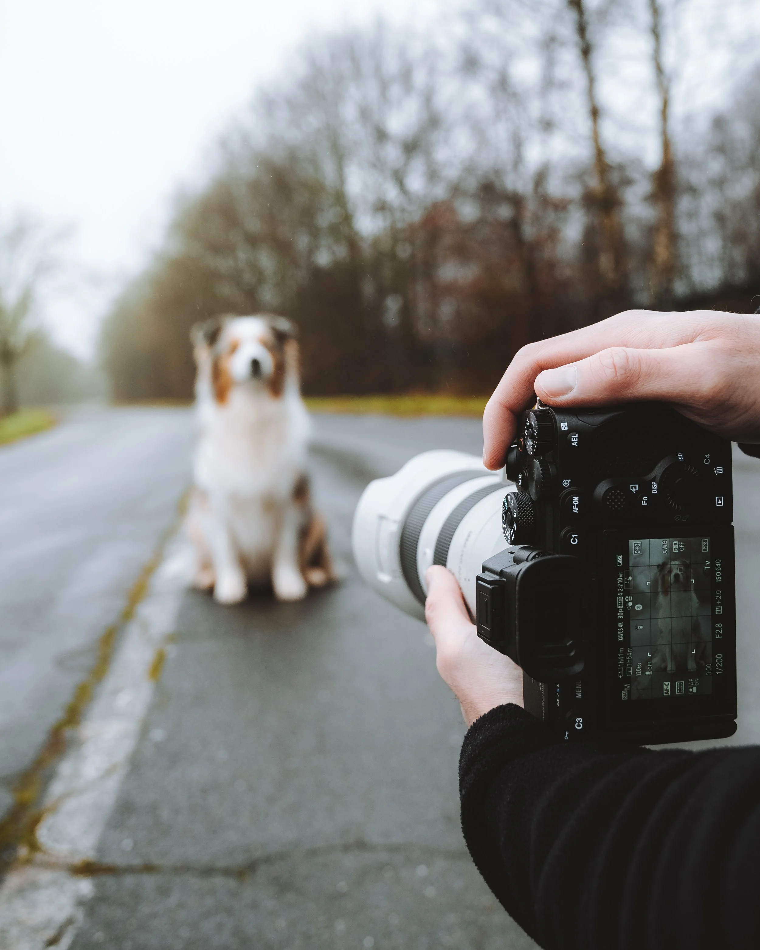 Person fotografiert einen Hund auf einer Straße mit einer Kamera mit Teleobjektiv. Der Hund sitzt in der Bildmitte.