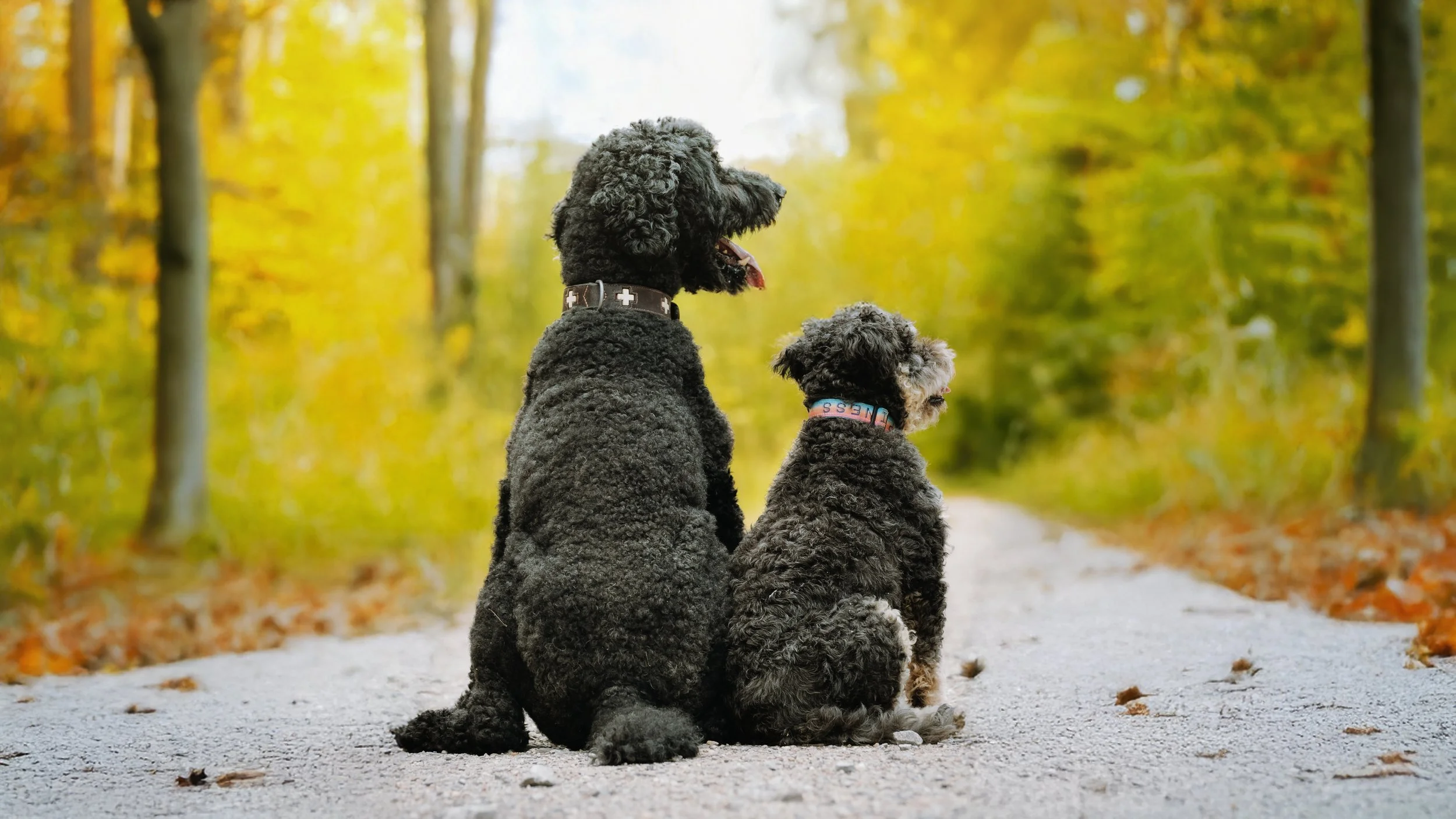 Frodo & Lilo