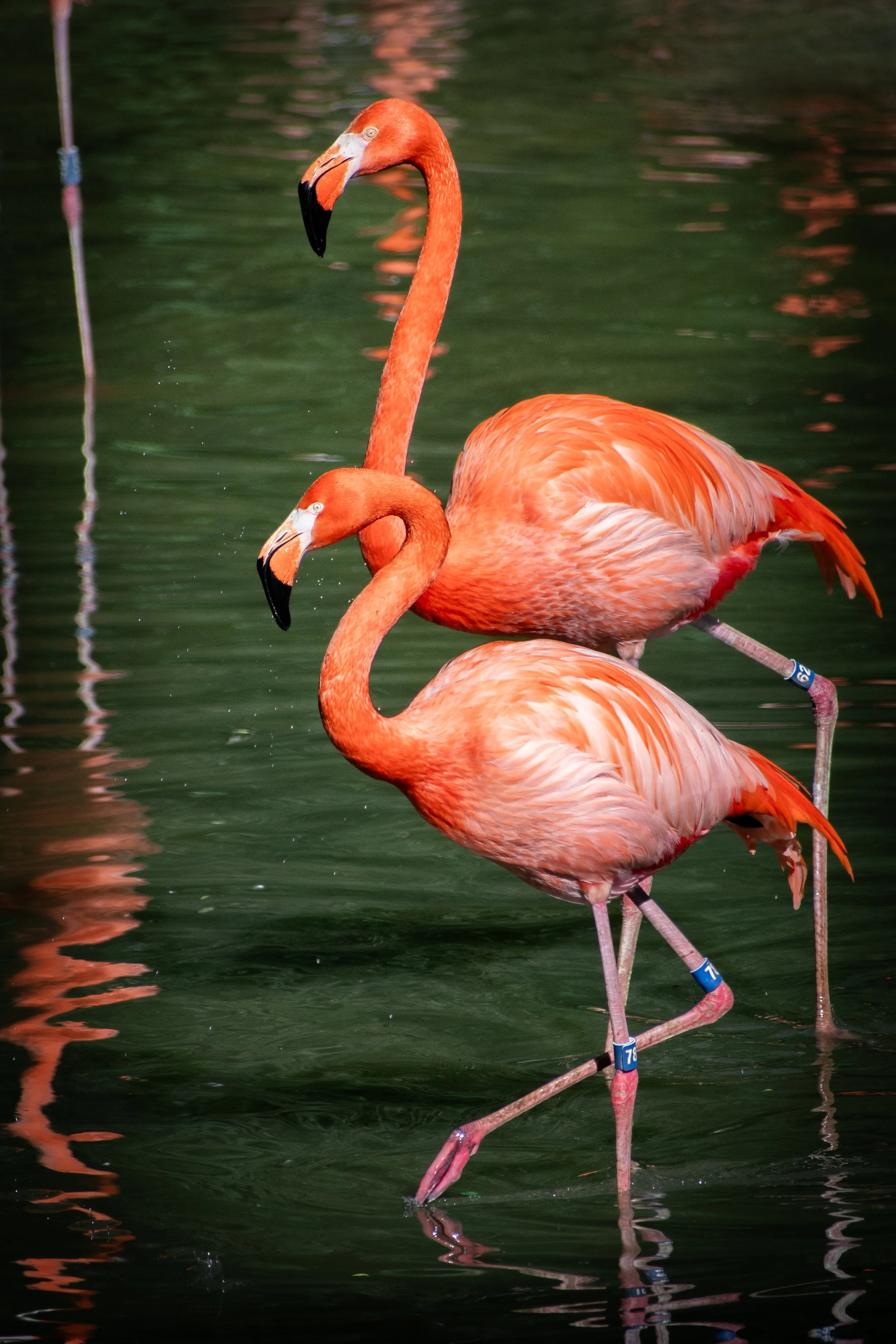 American Flamingos at the Dallas Zoo. Shot 5 April 2024.