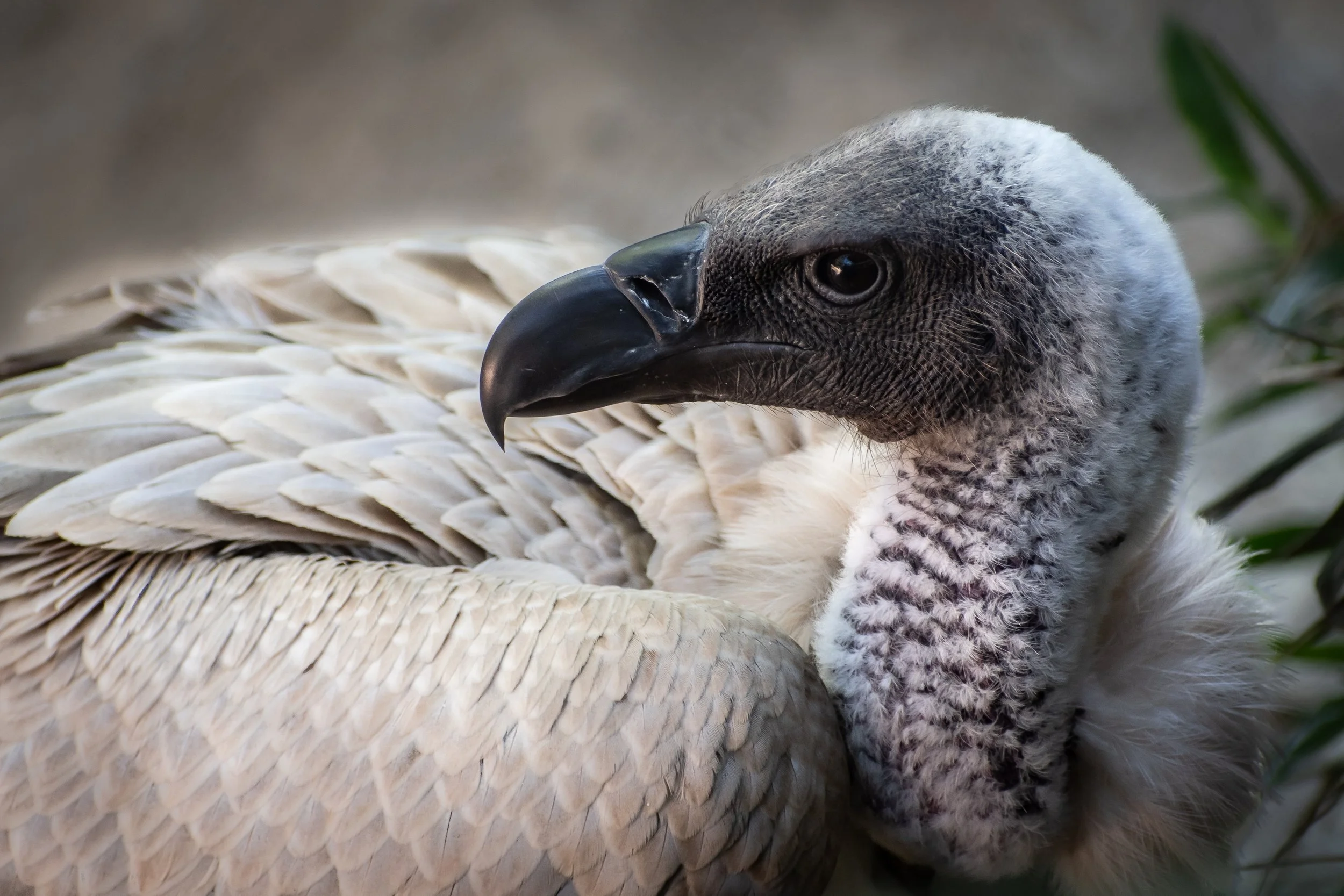 Rüppel's Vulture at the Dallas Zoo. Shot 5 April 2024