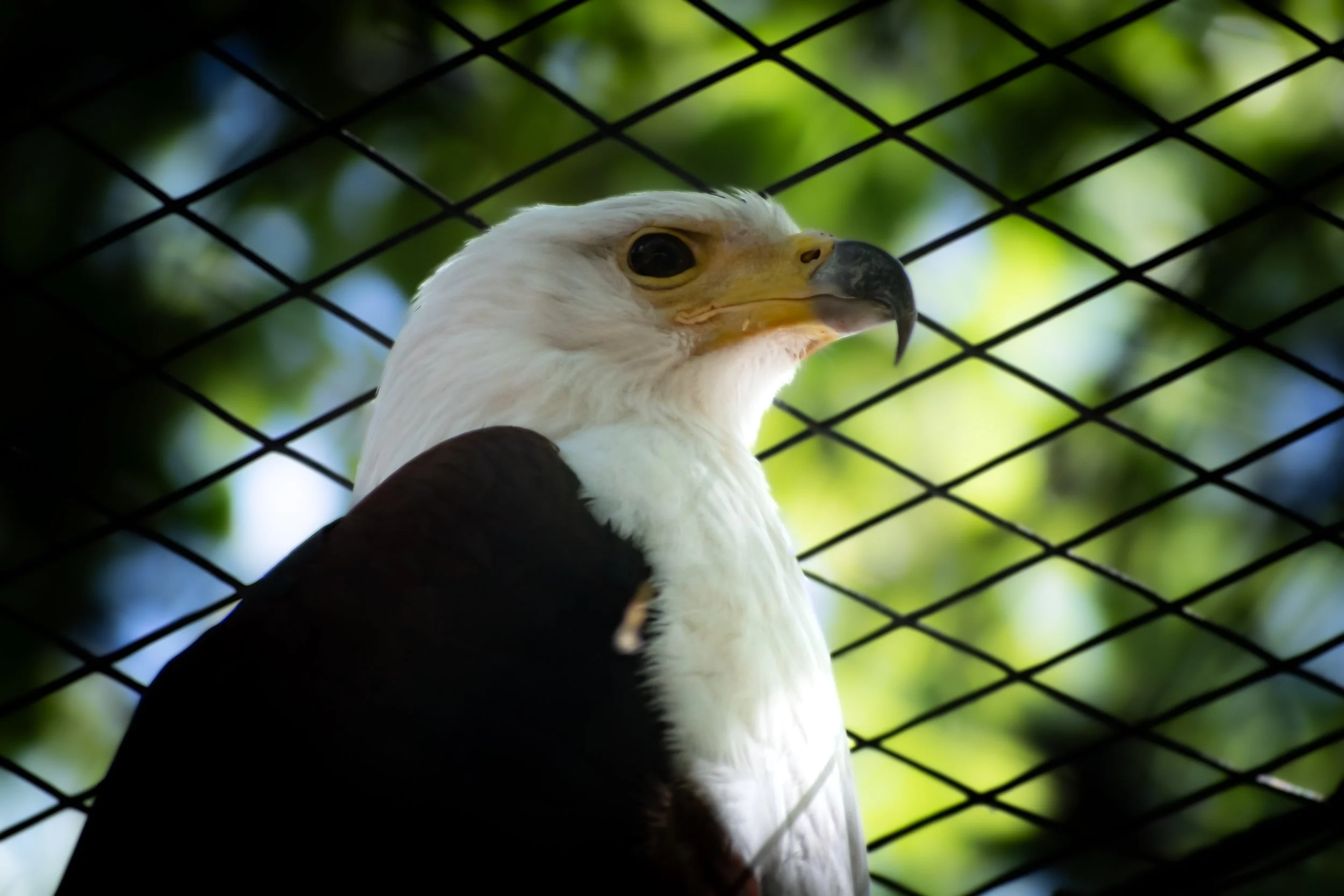 African Fish Eagle at the Dallas Zoo. Shot 5 April 2024.