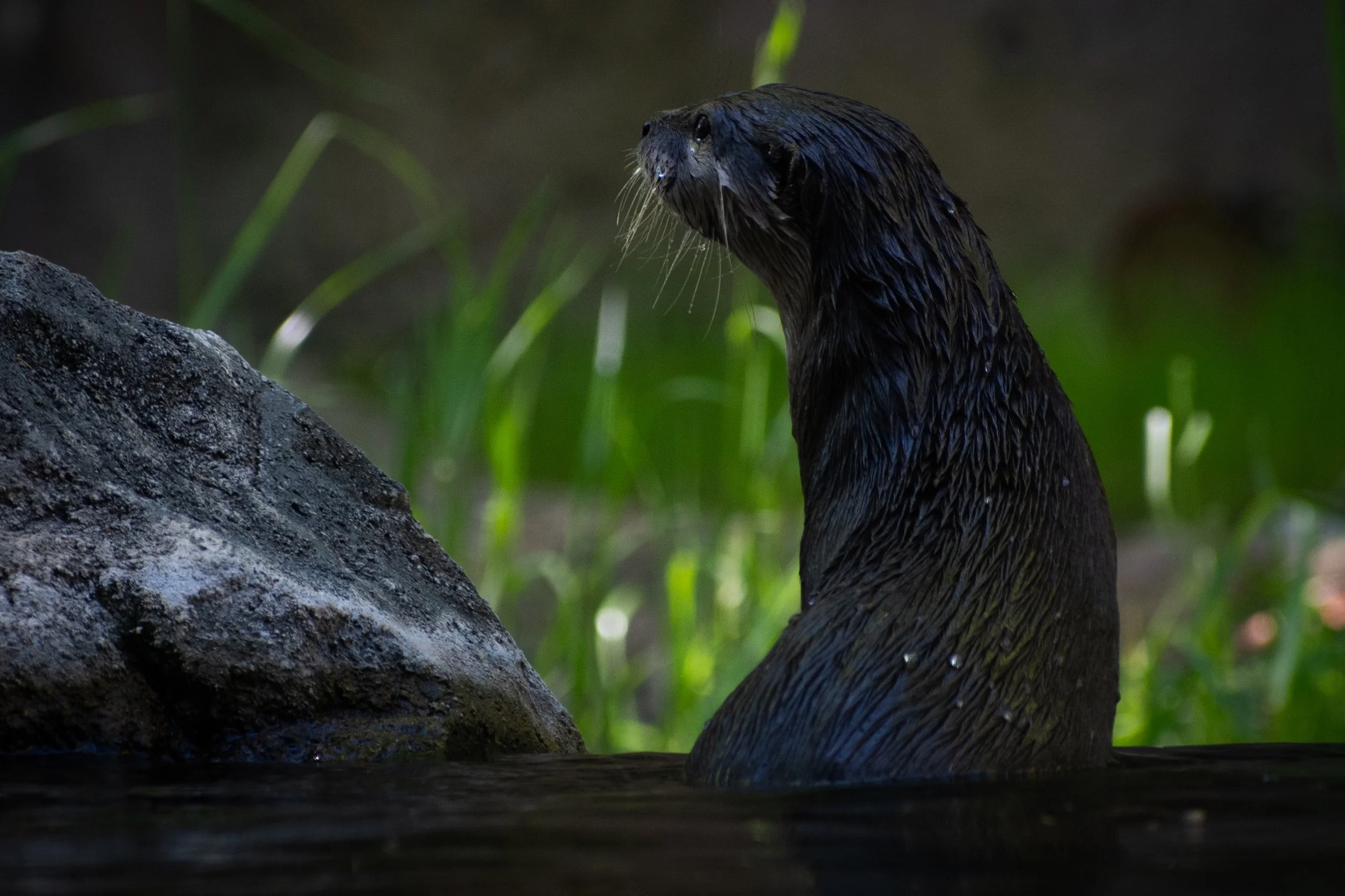 Asian Small-Clawed Otter at the Dallas Zoo. Shot 5 April 2024.