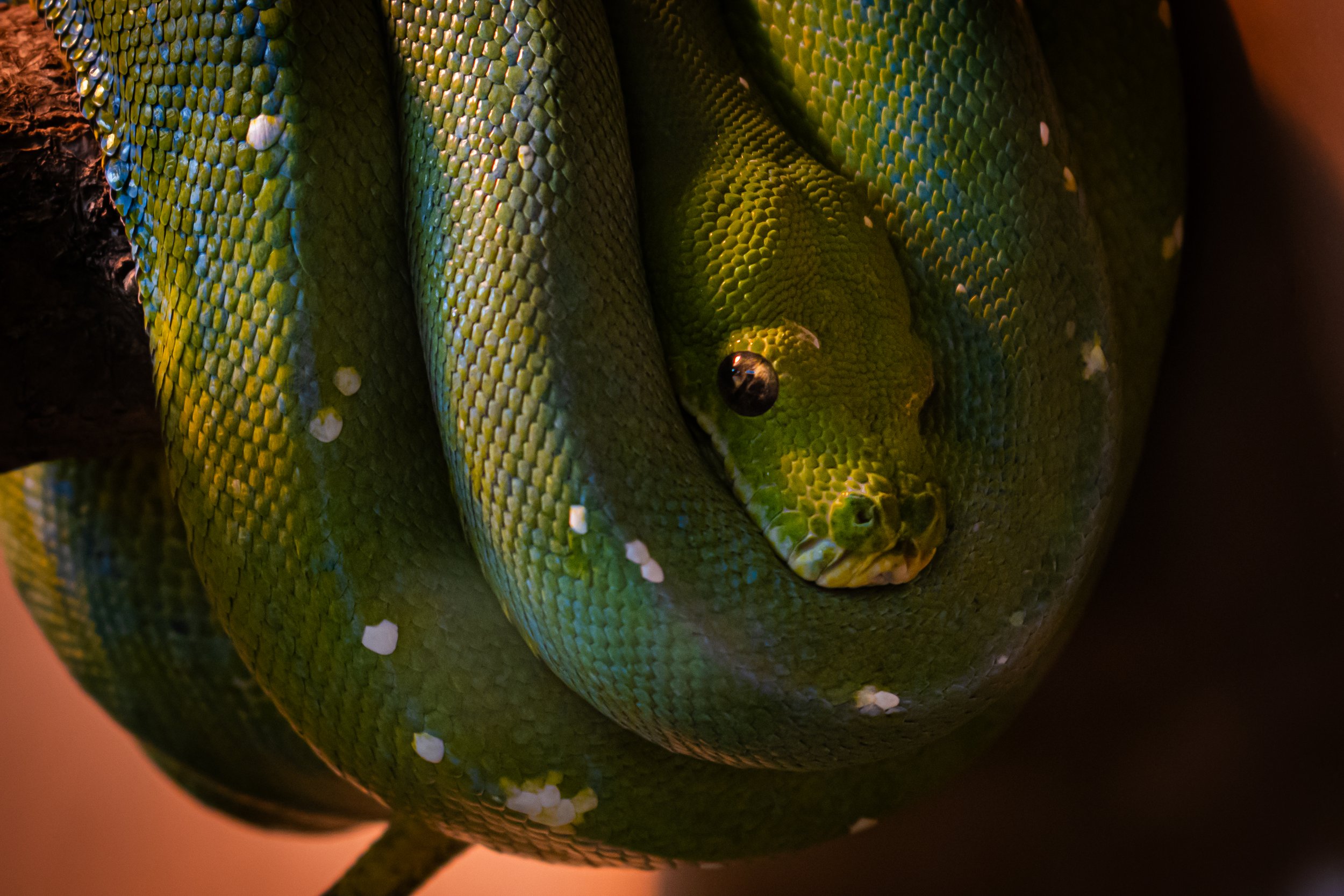 Green Tree Python at the Dallas Zoo. Shot 5 April 2024.