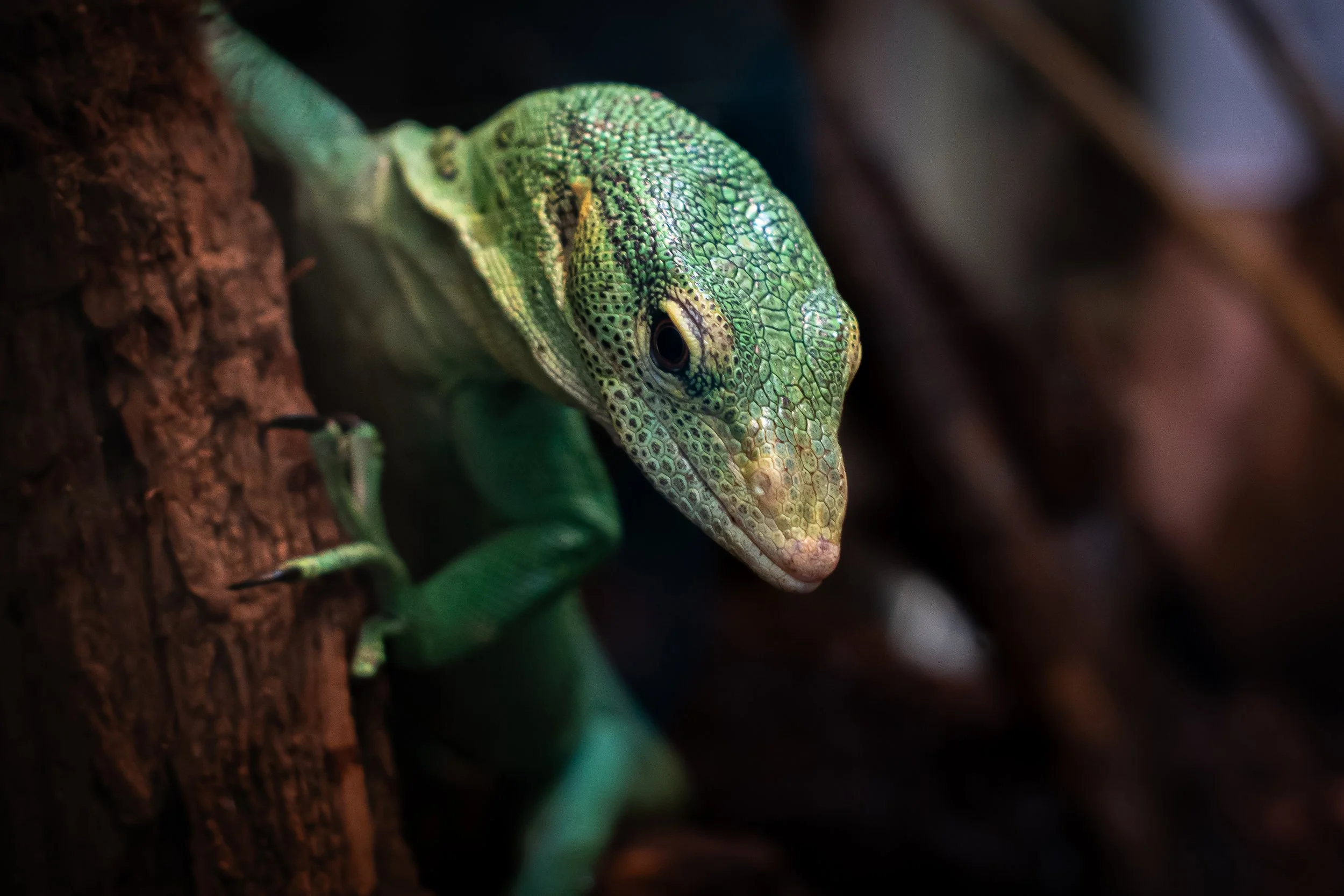 Emerald Tree Monitor at the Dallas Zoo. Shot 5 April 2024