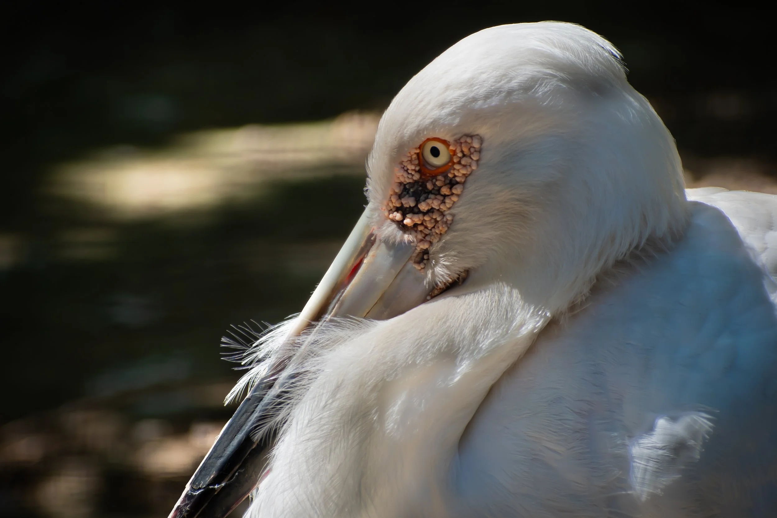 Maguari Stork at the Dallas Zoo. Shot 5 April 2024.