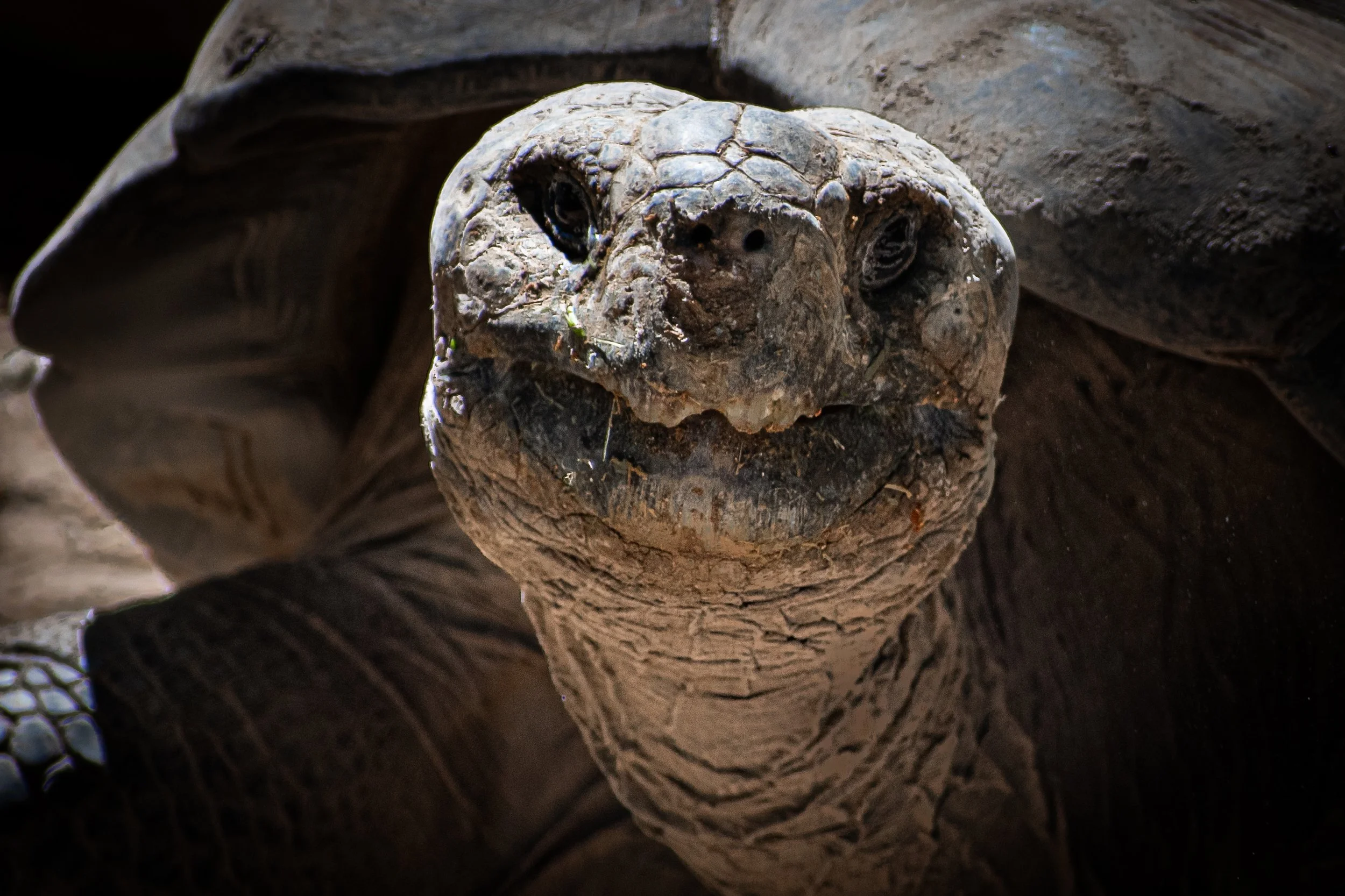 Galápagos Tortoise at the Dallas Zoo. Shot 5 April 2024.
