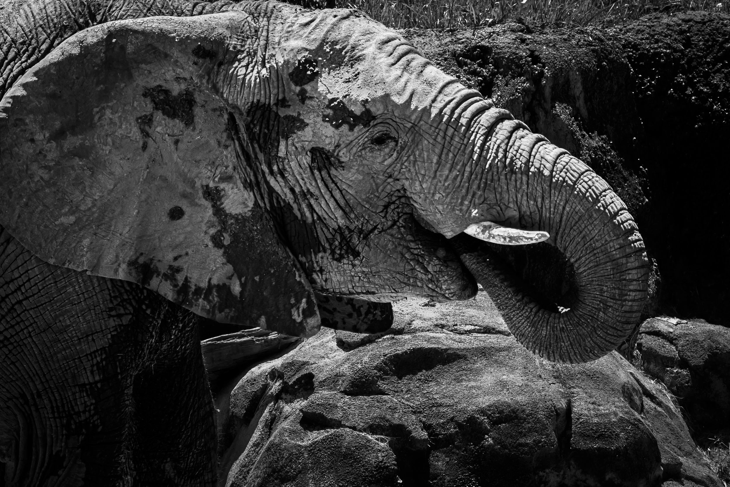 African Bush Elephant at the Dallas Zoo. Shot 5 April 2024.