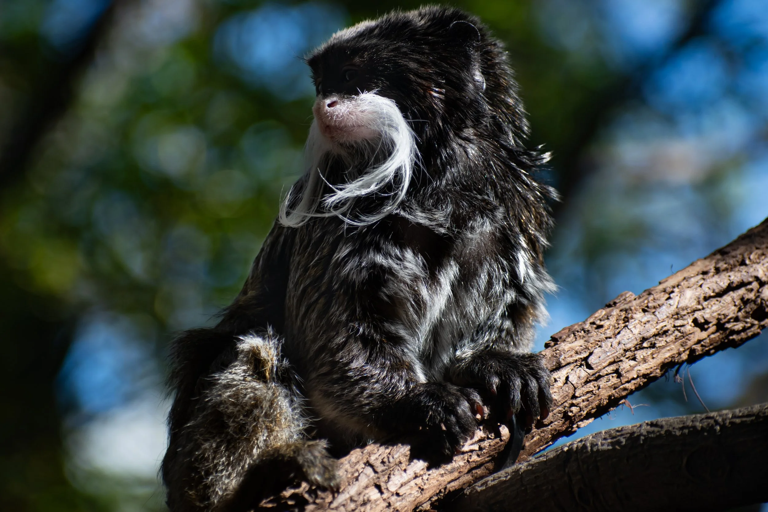 Bearded Emperor Tamarin at the Dallas Zoo. Shot 5 April 2024.