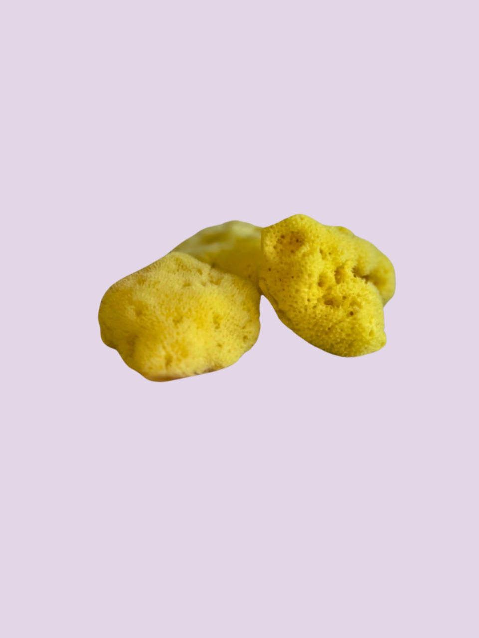 spugna_1.png