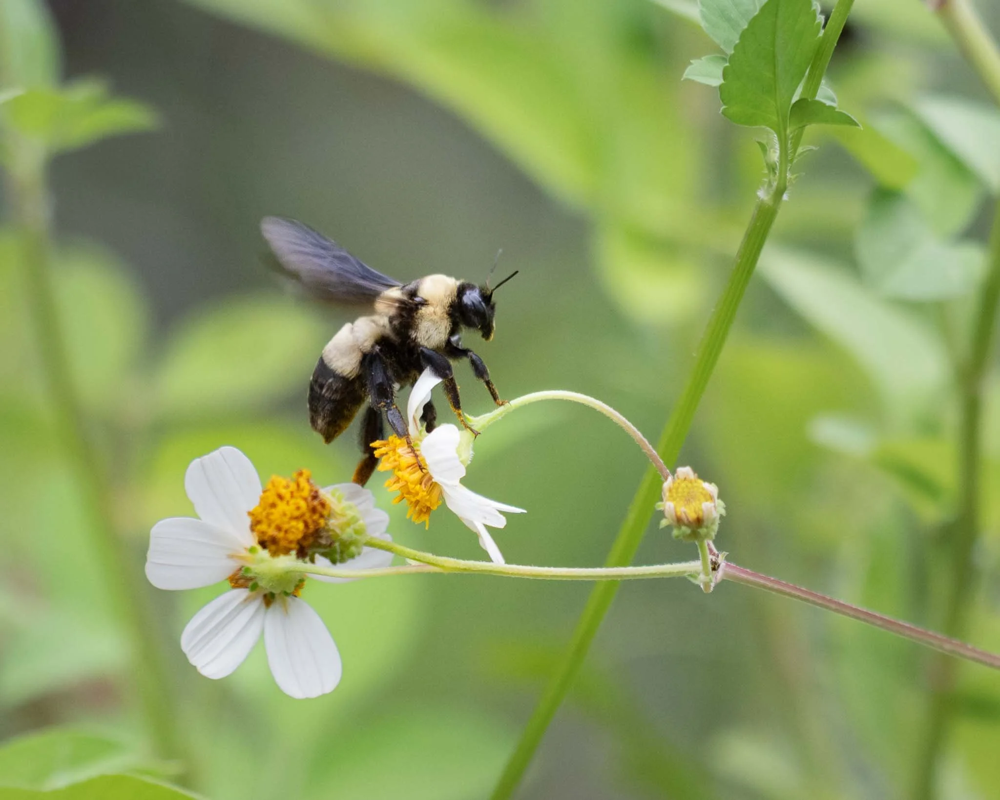 Southern Plains Bumble Bee (Bombus fraternus), Crooked River State Park