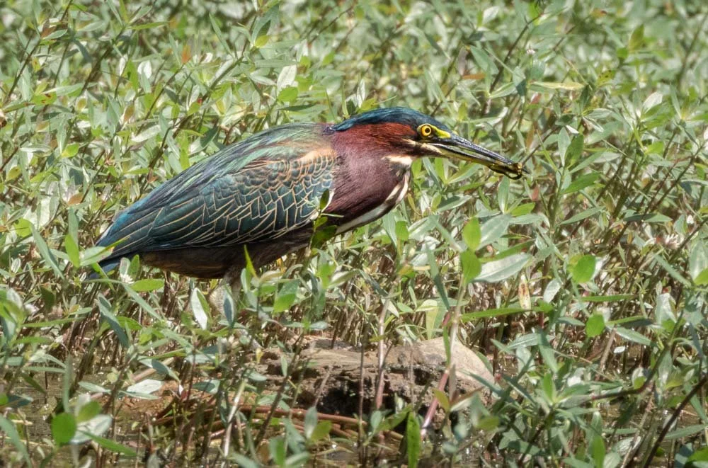 Green Heron with lunch. Photographed from my kayak.