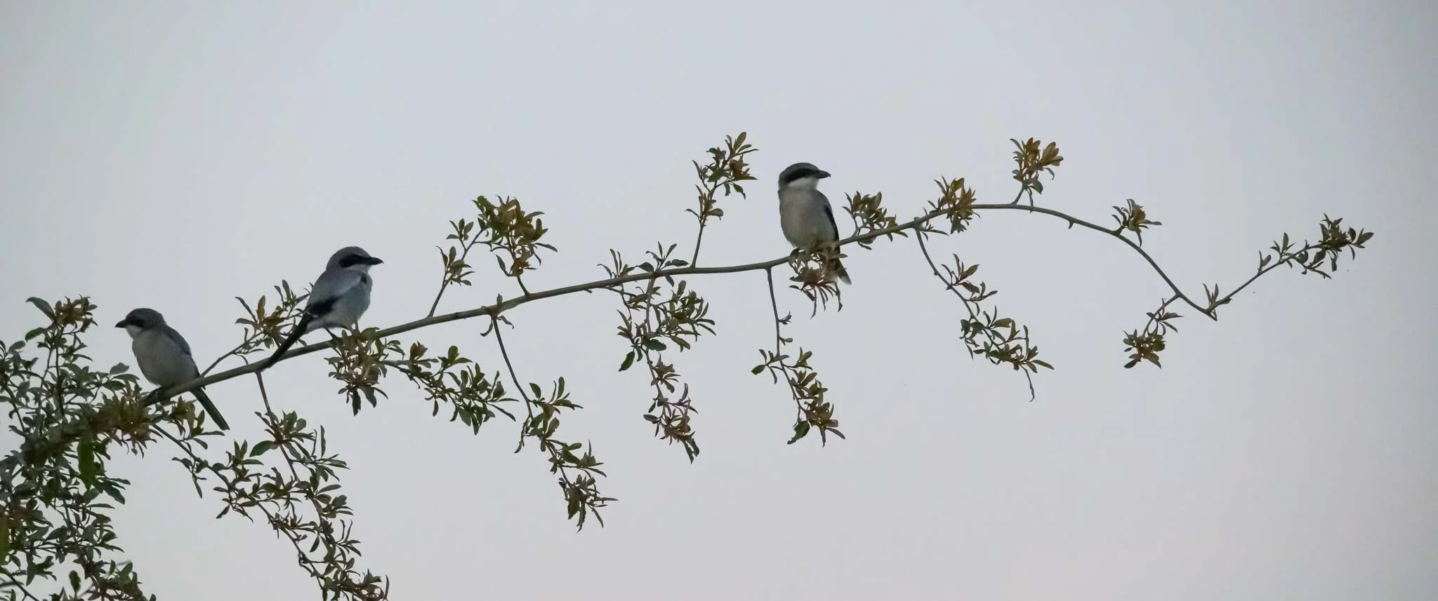 Loggerhead Shrikes, Port Saint Lucie, Florida