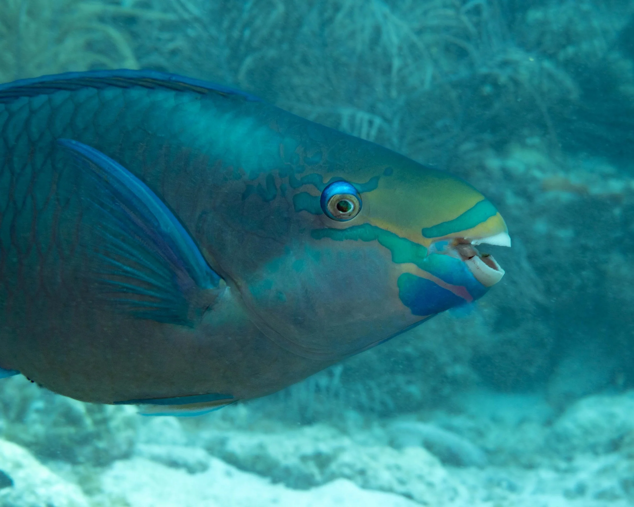 Closeup of a Queen Parrotfish showing her reef-crunching beak