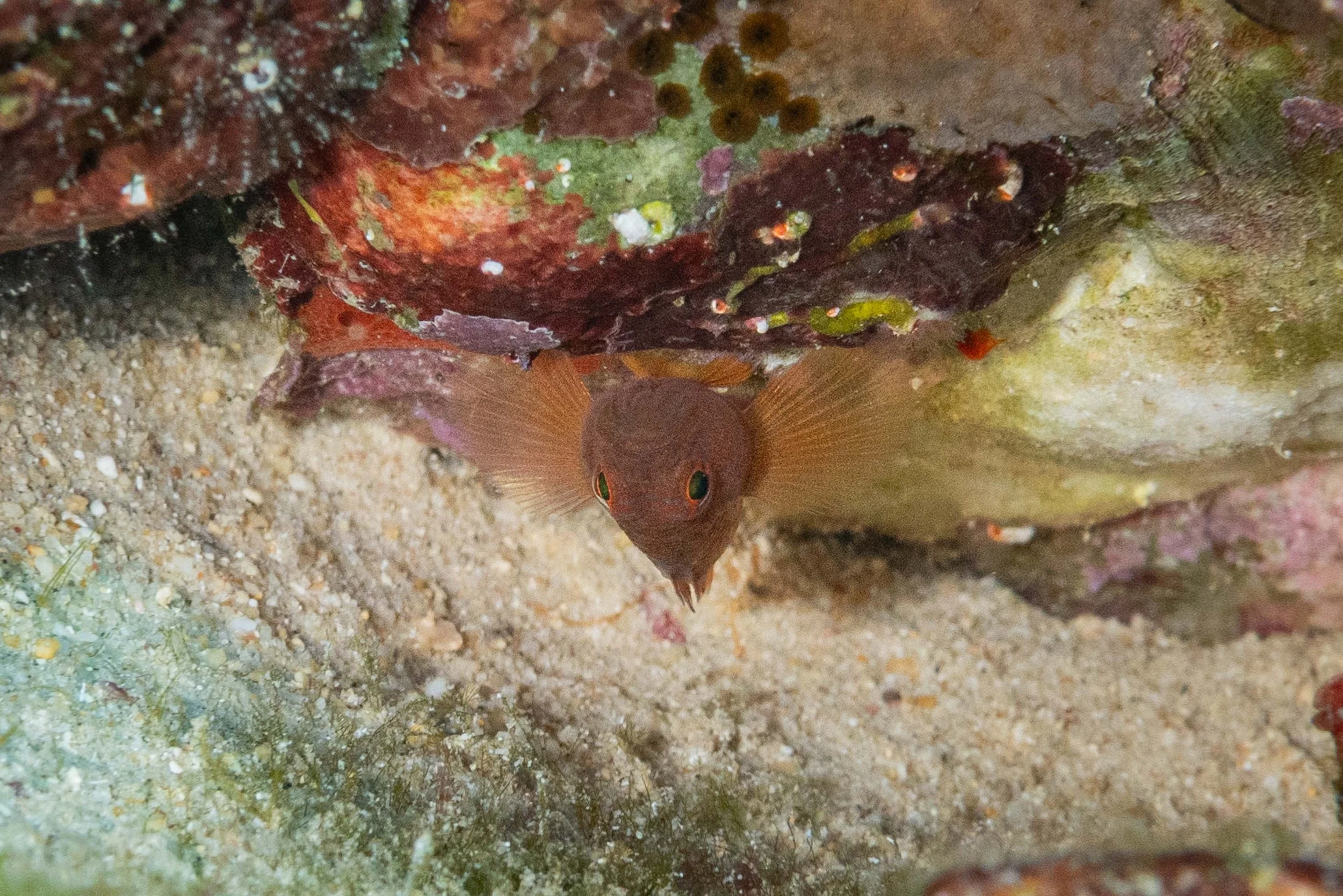 Rusty Goby - 1" ish - it took me 2 weeks to find one