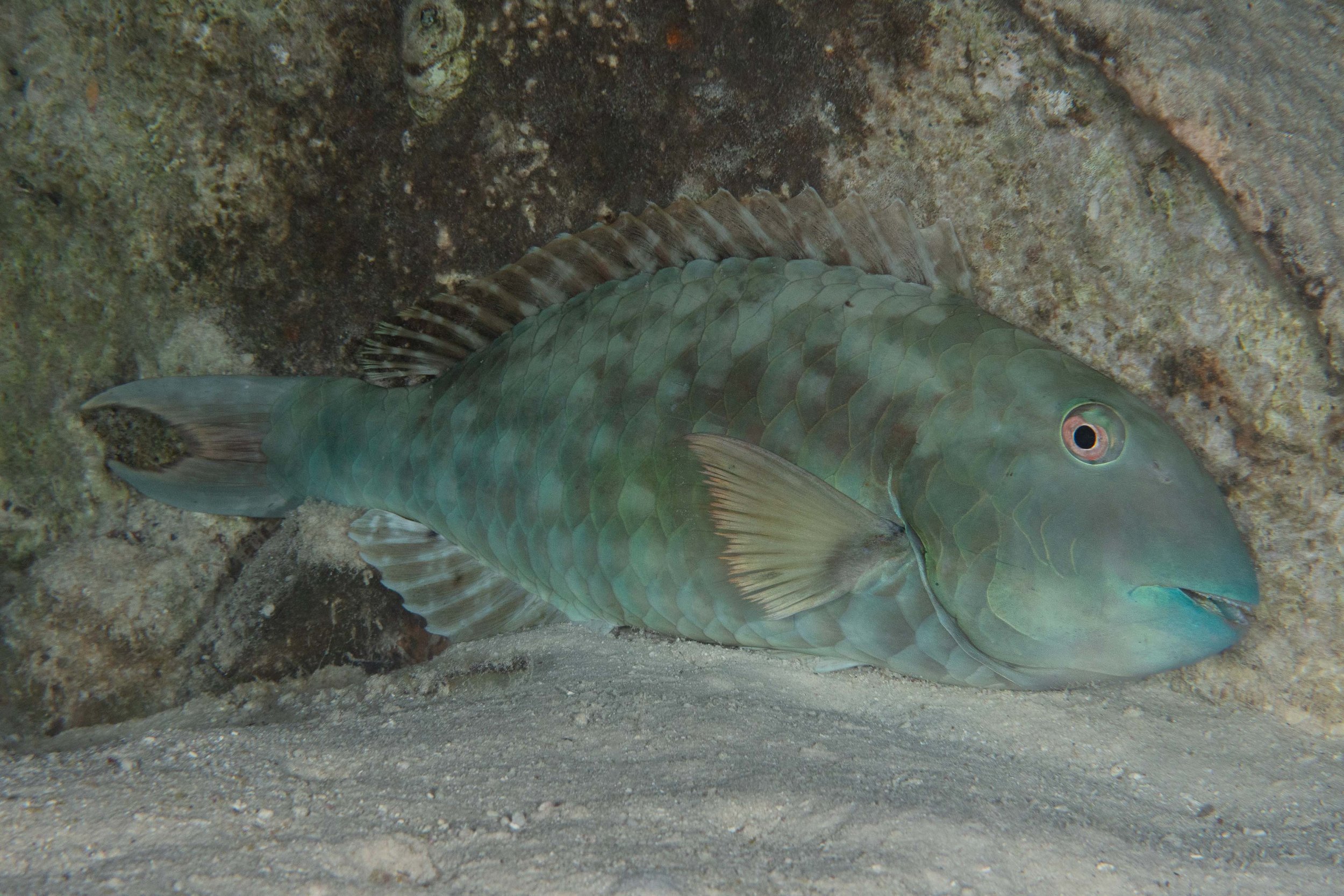 Sleeping Redtail Parrotfish - 10-12"